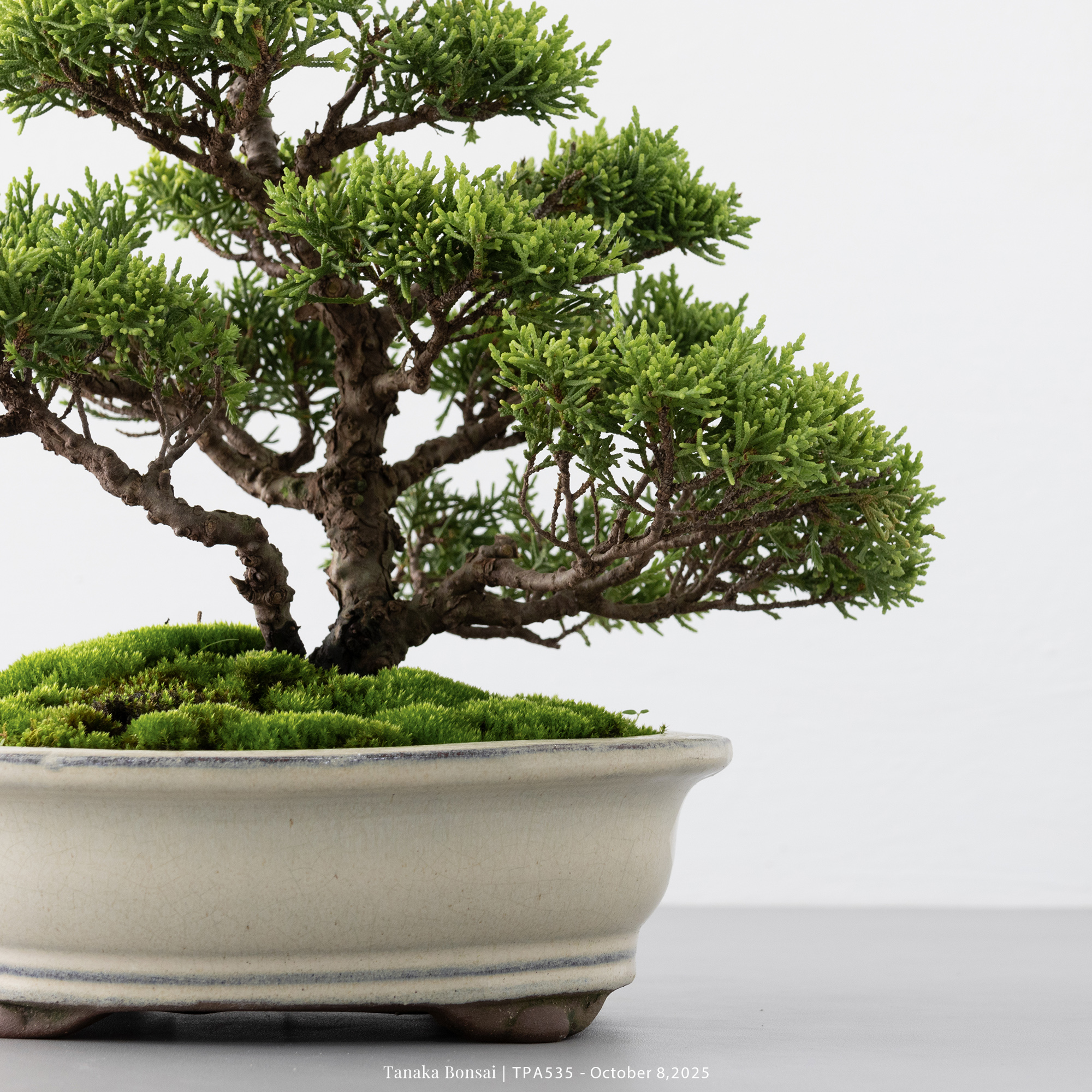 紀州真柏｜TPA535