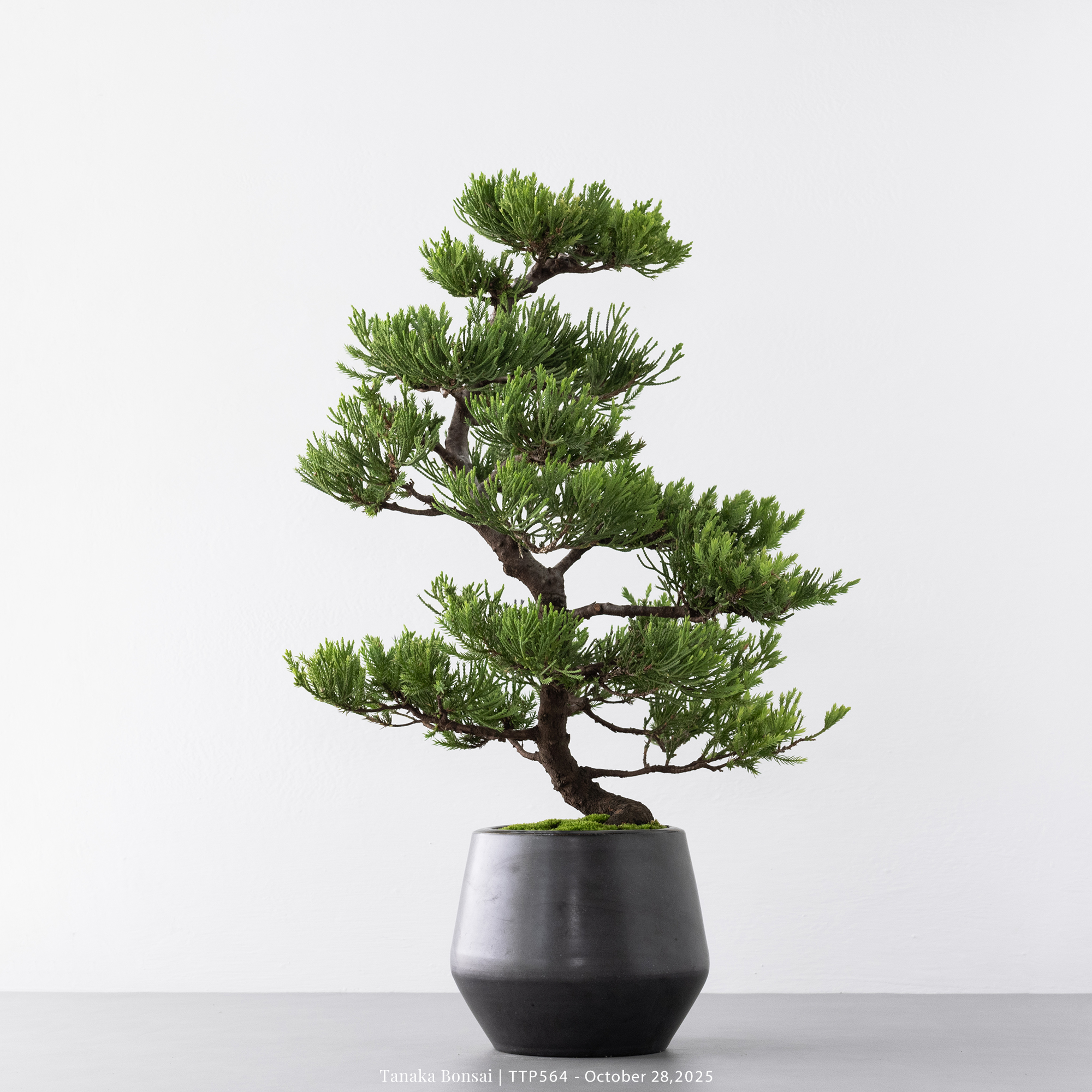 台灣真柏｜TTP564