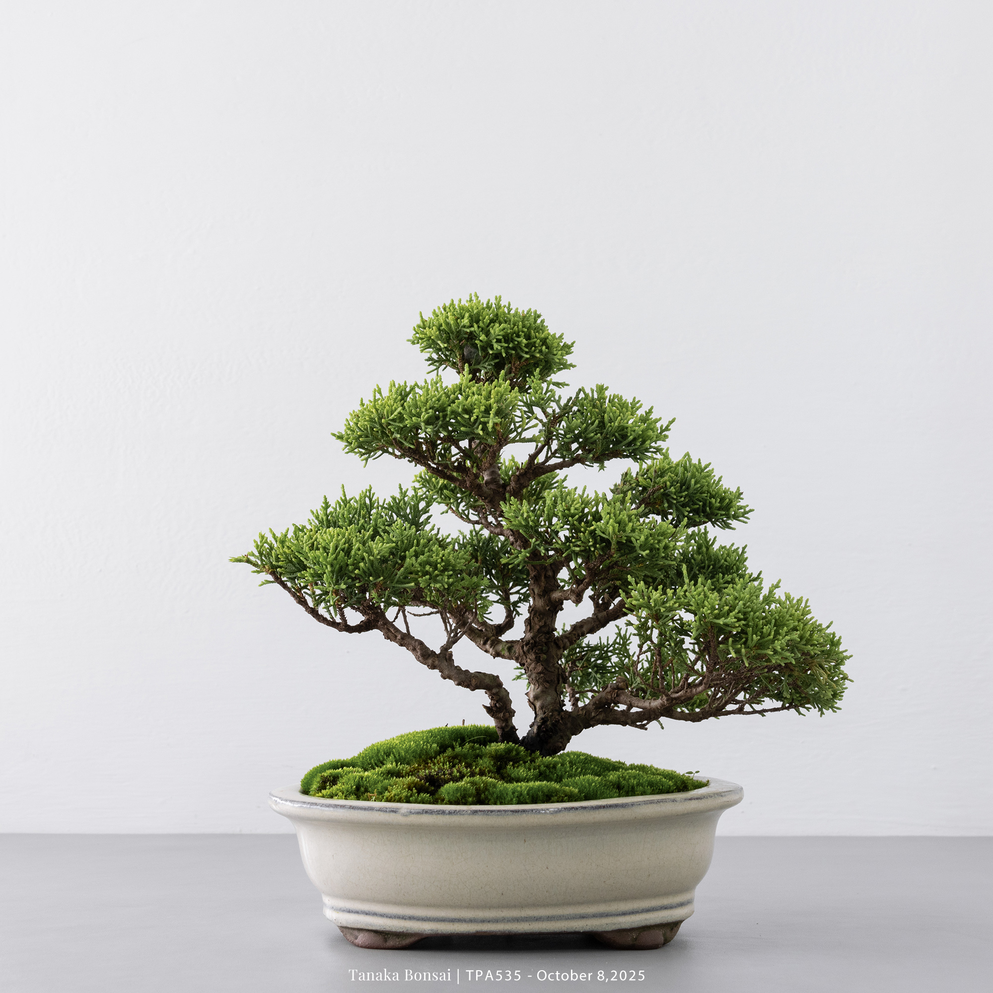 紀州真柏｜TPA535