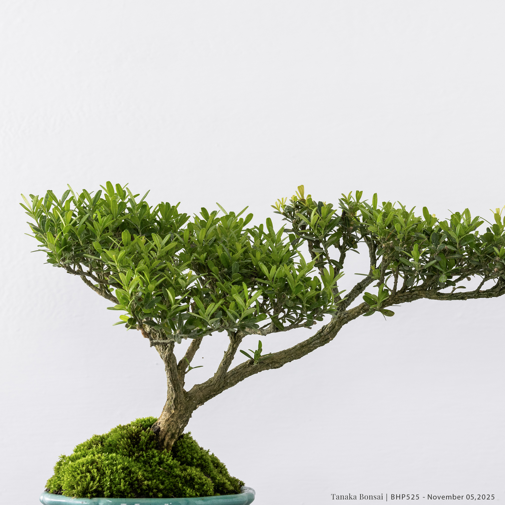 雀舌黃楊｜BHP525