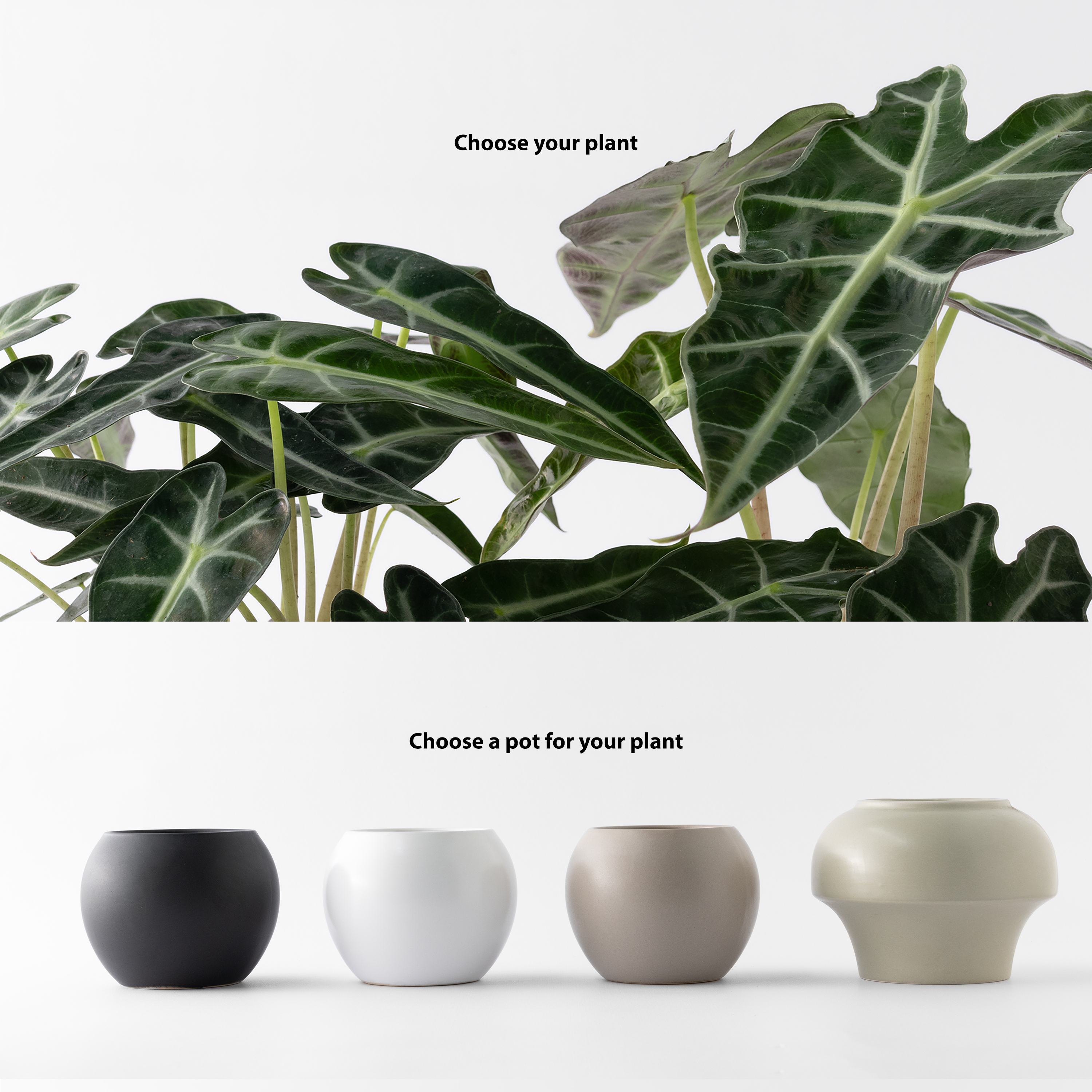 觀葉盆栽客製|Custom Foliage Plants2