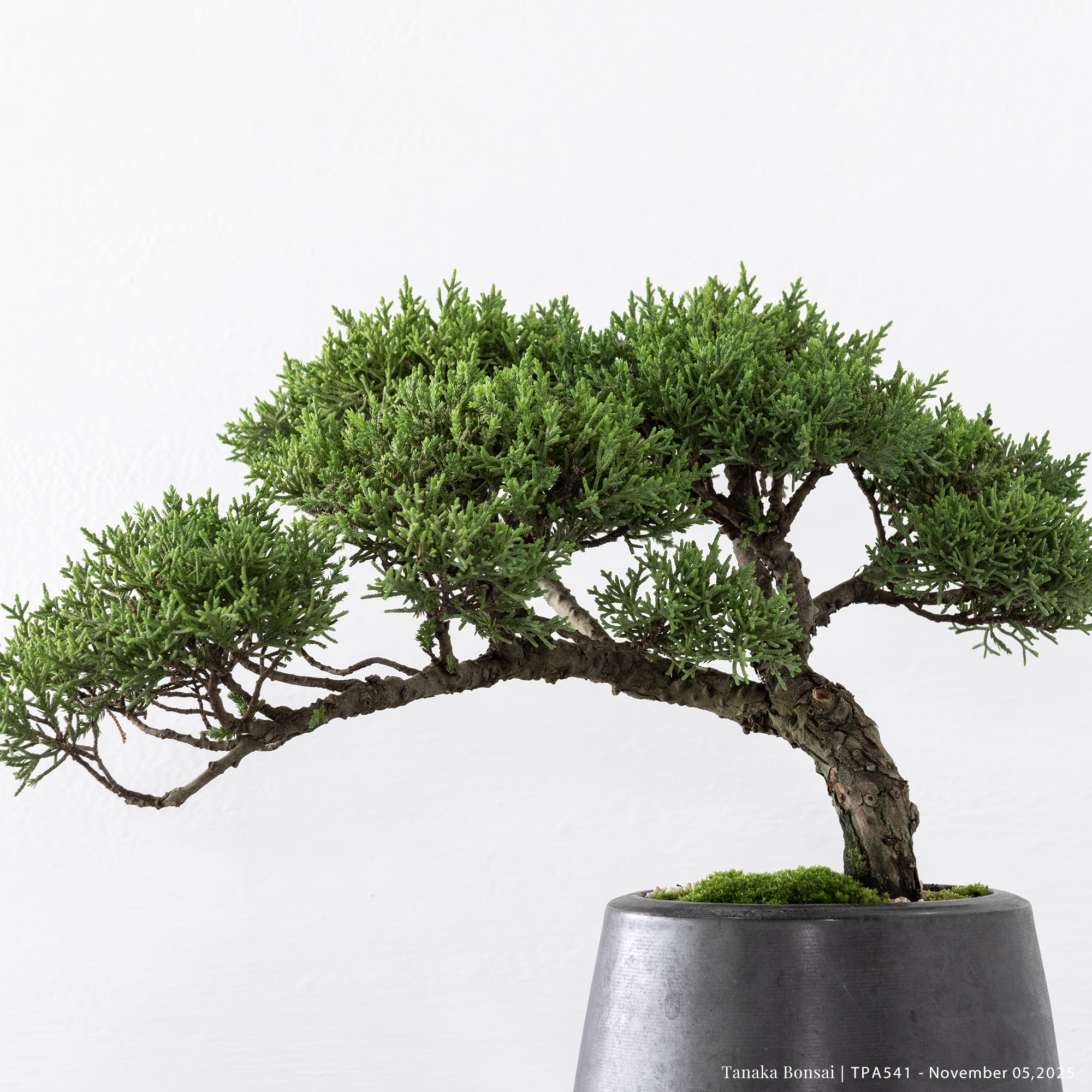 紀州真柏｜TPA541