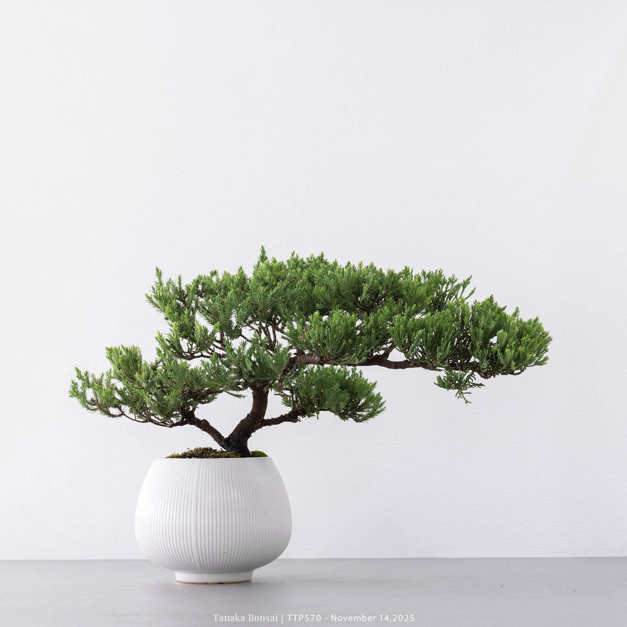 台灣真柏｜TTP570