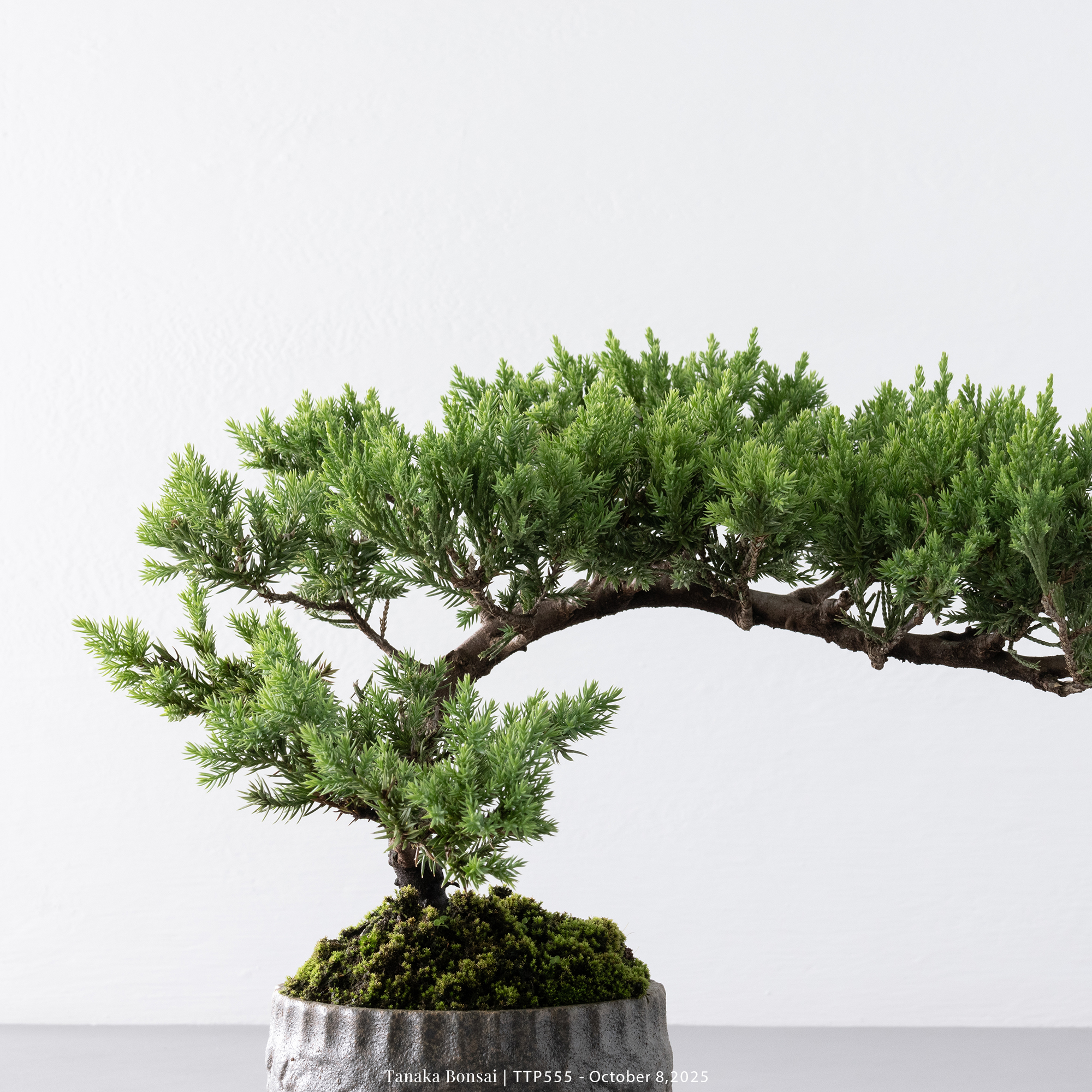 台灣真柏｜TTP555