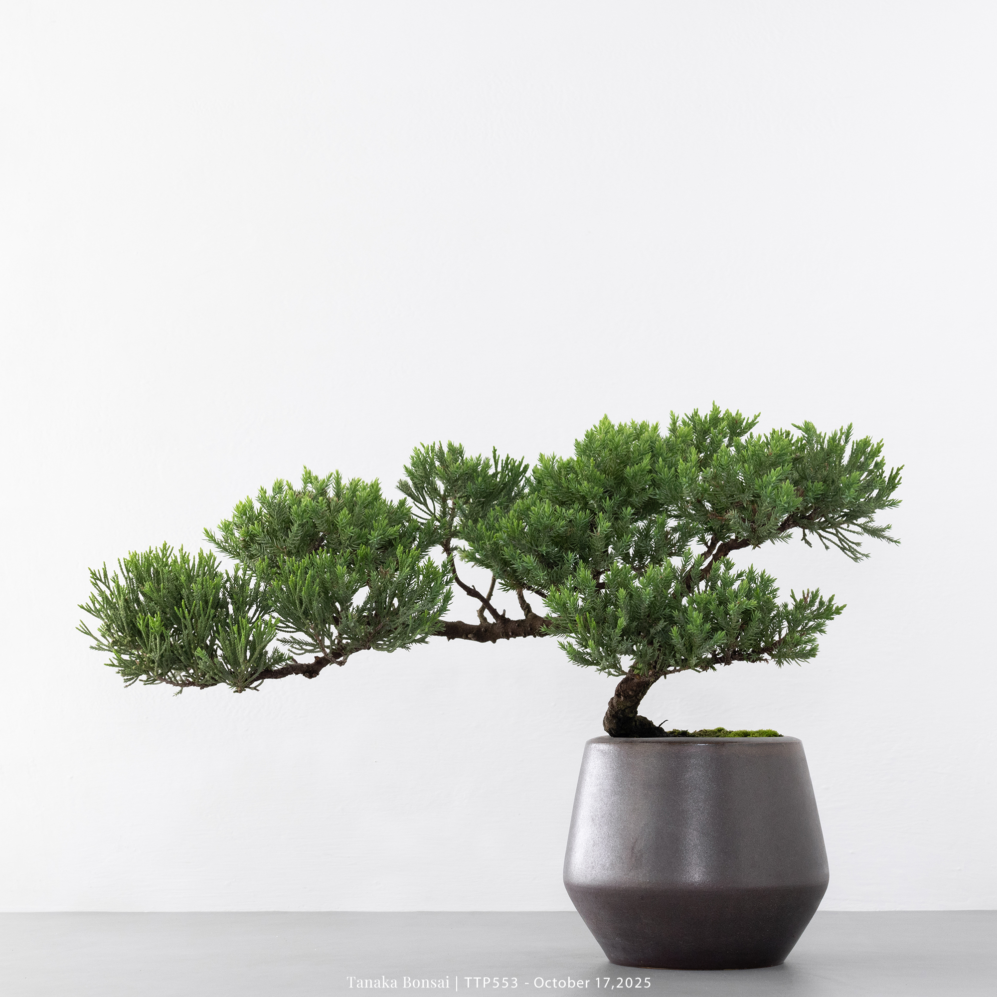 台灣真柏｜TTP553