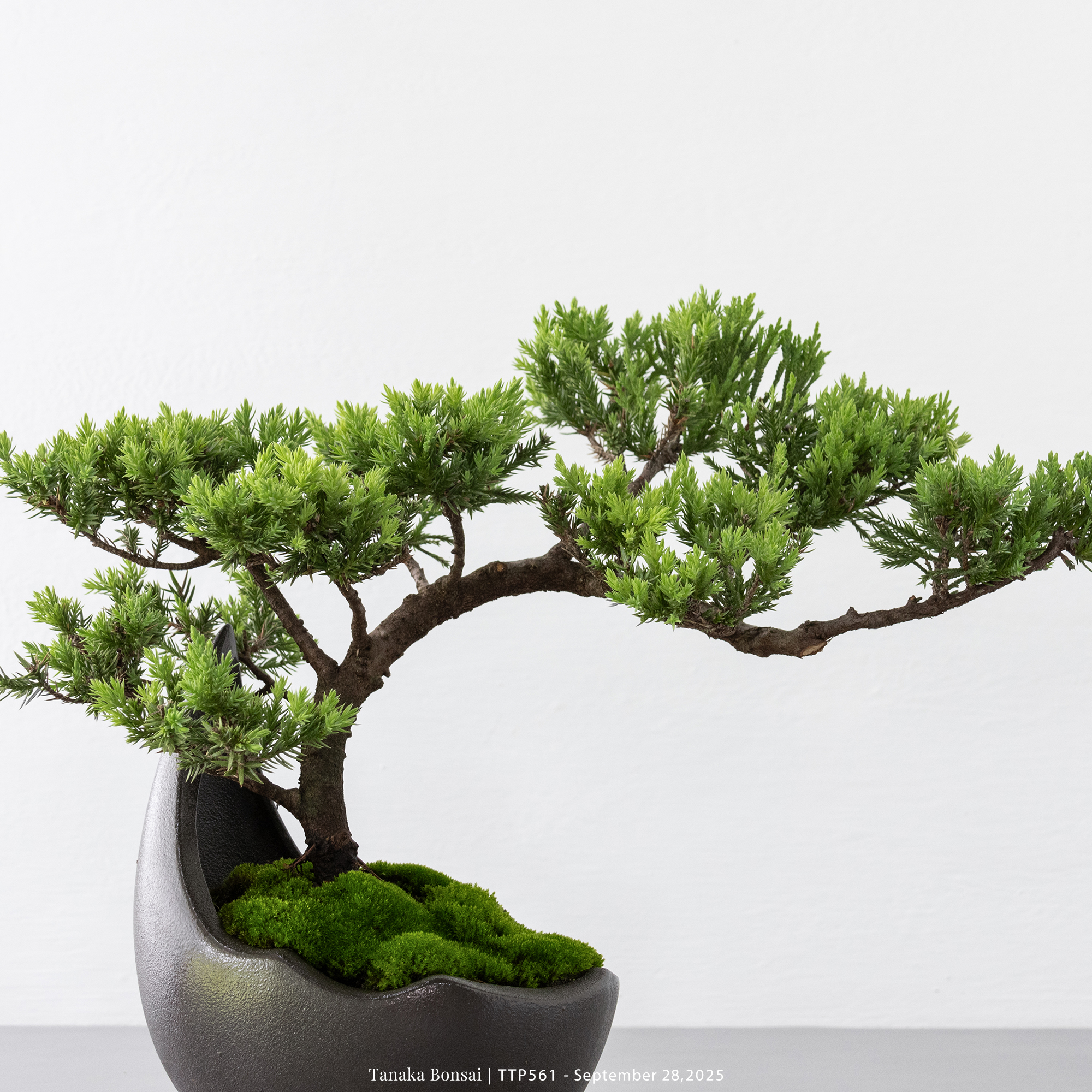 台灣真柏｜TTP561