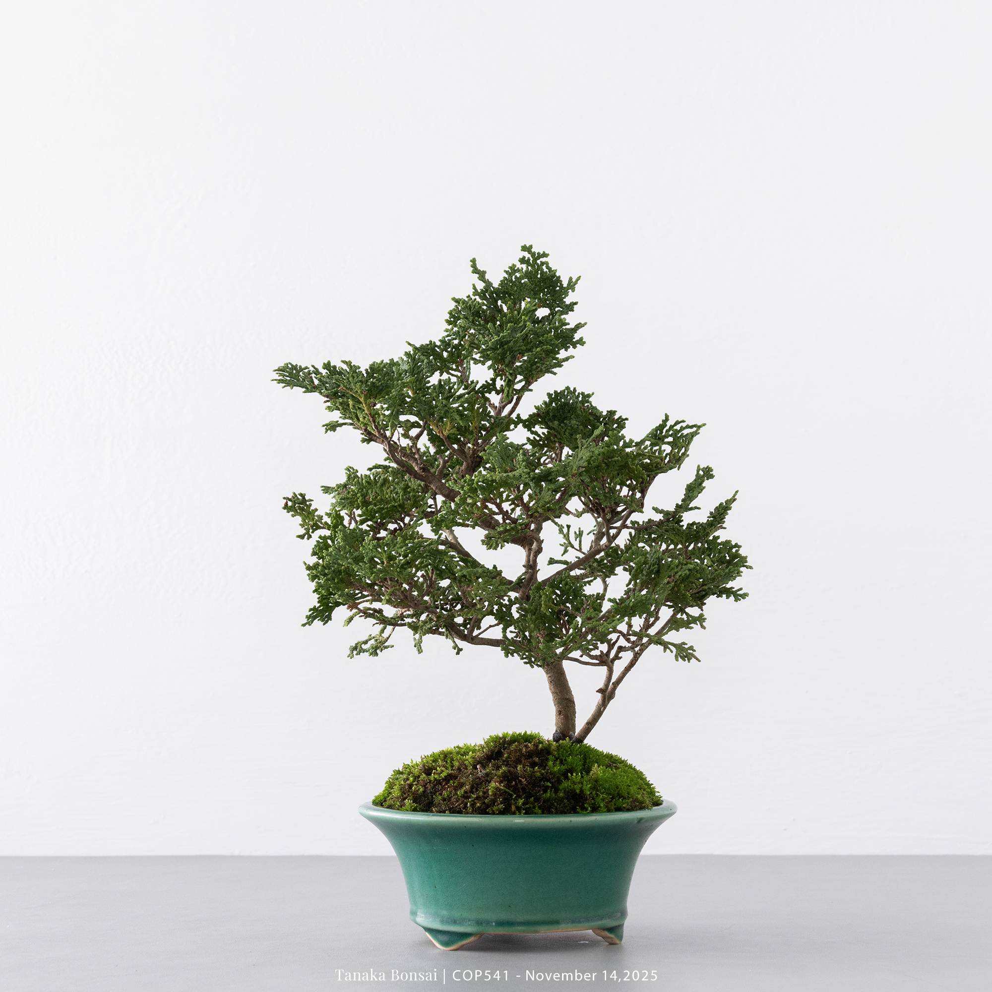 日本青檜｜COP541