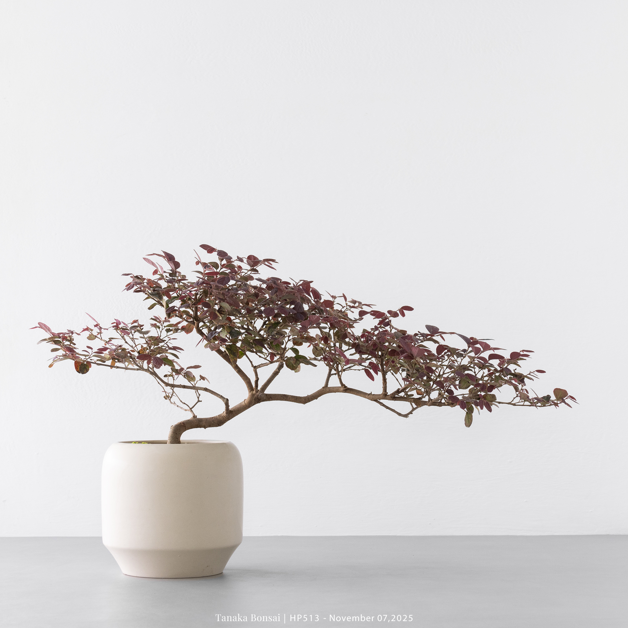 紅花繼木｜HP513