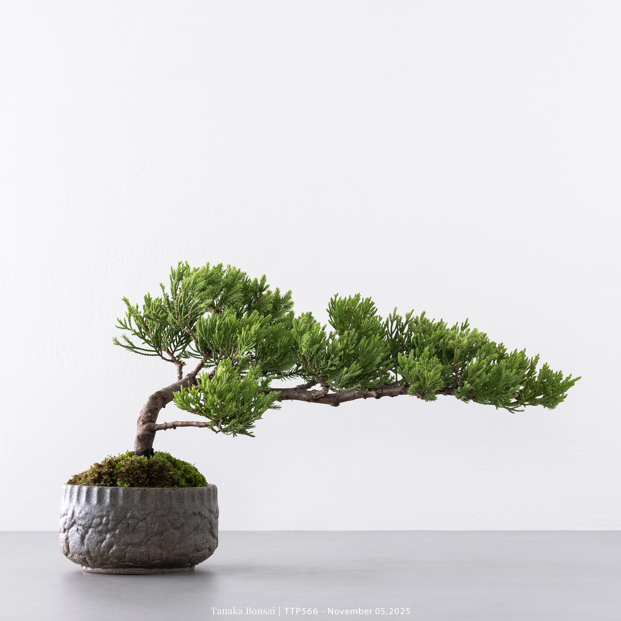 台灣真柏｜TTP566