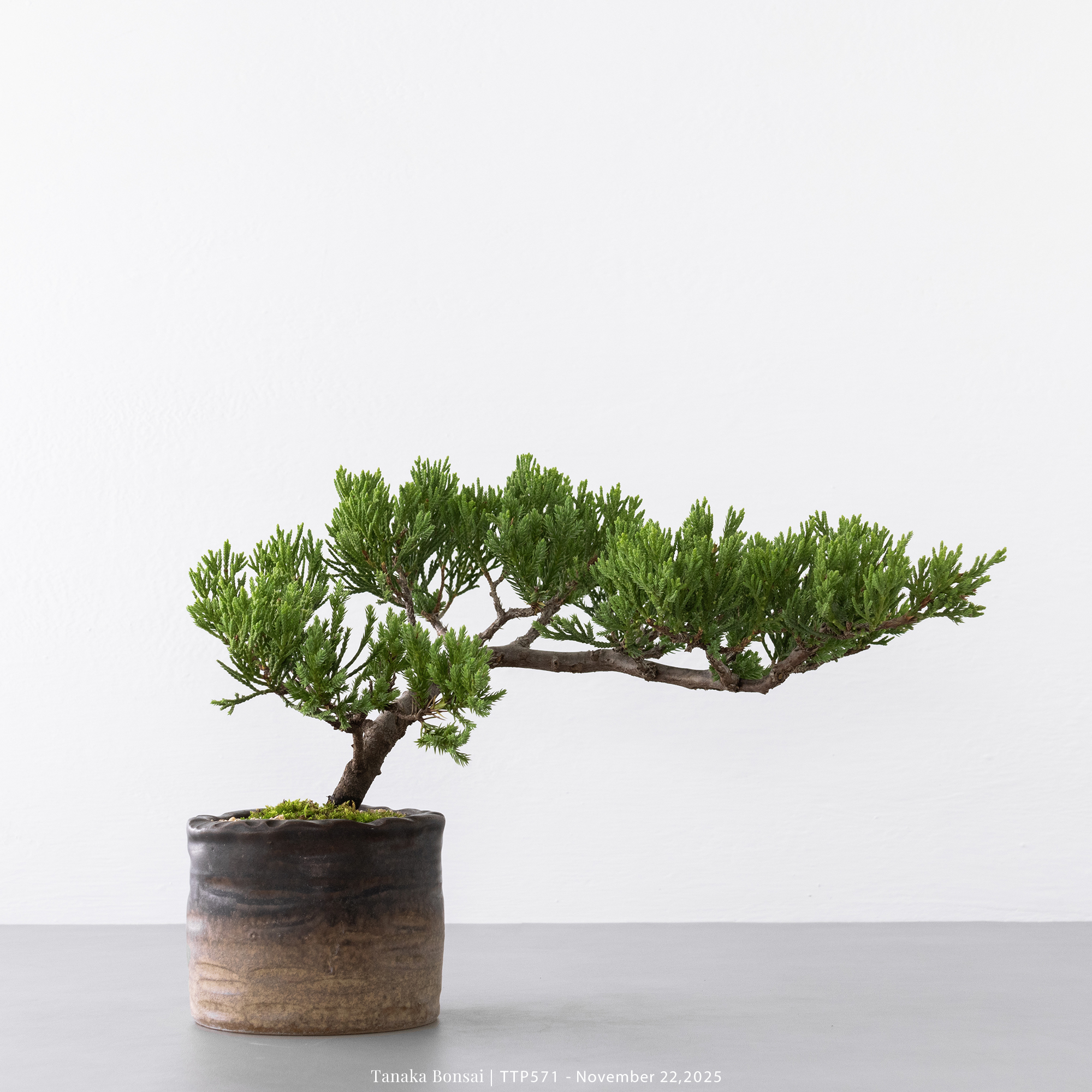 台灣真柏｜TTP571