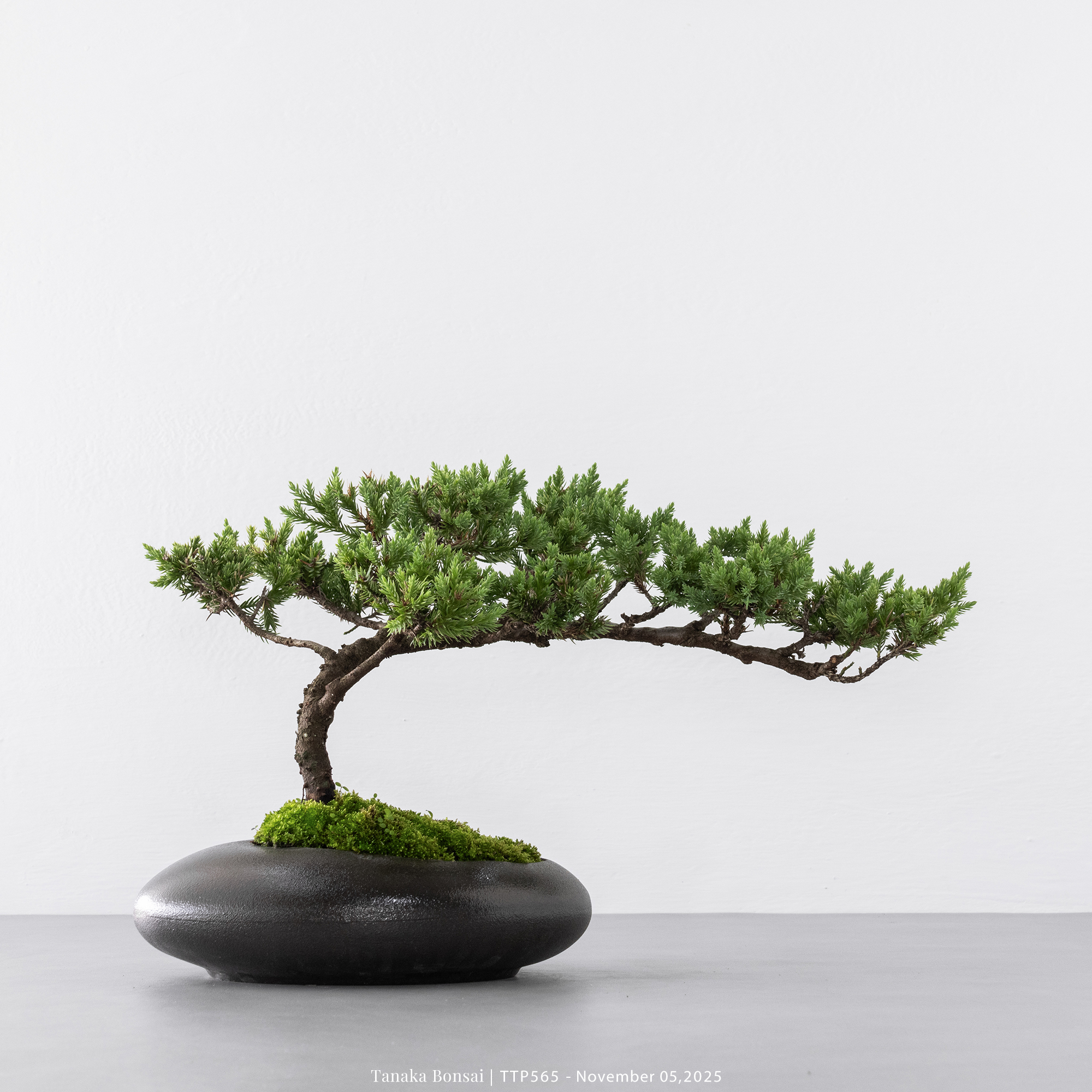 台灣真柏｜TTP565