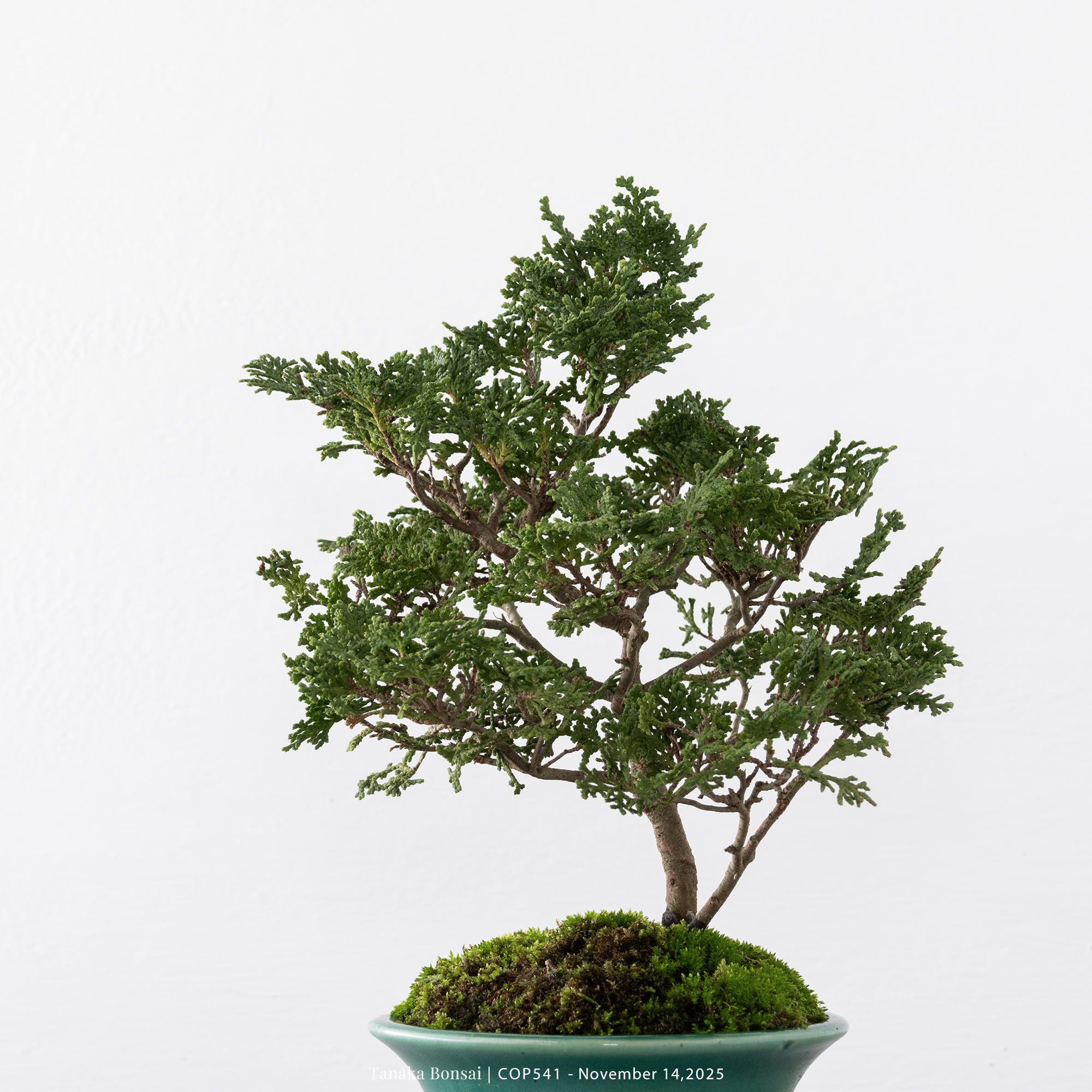 日本青檜｜COP541