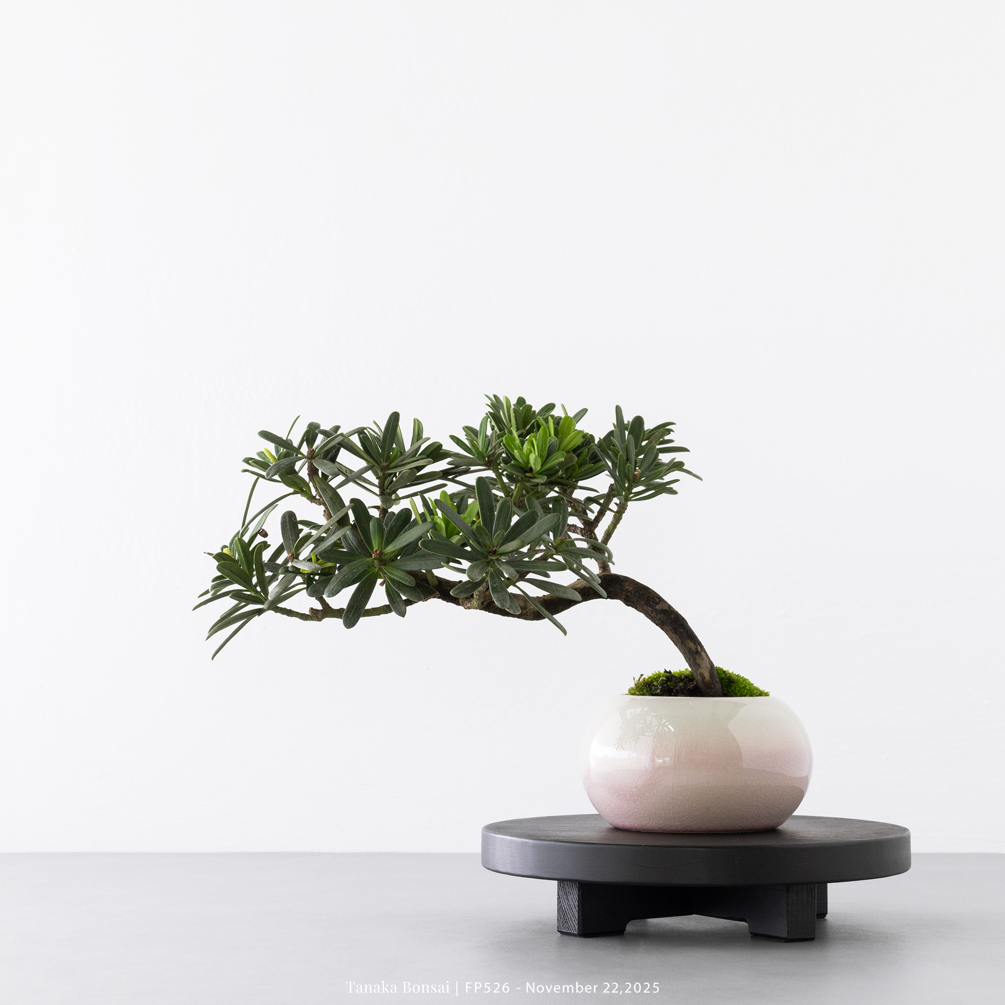 晶鑽羅漢松｜FP526