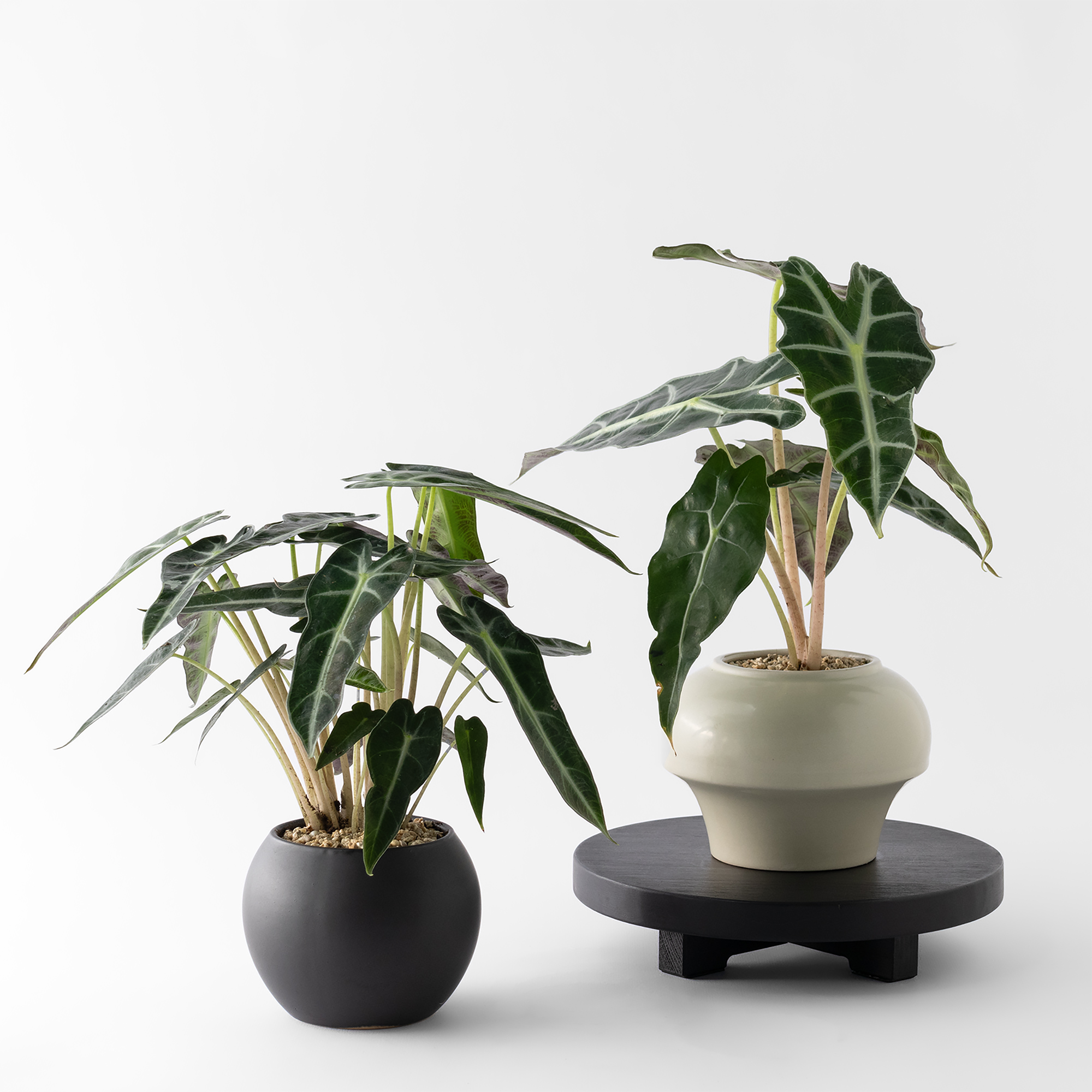 觀葉盆栽客製|Custom Foliage Plants10