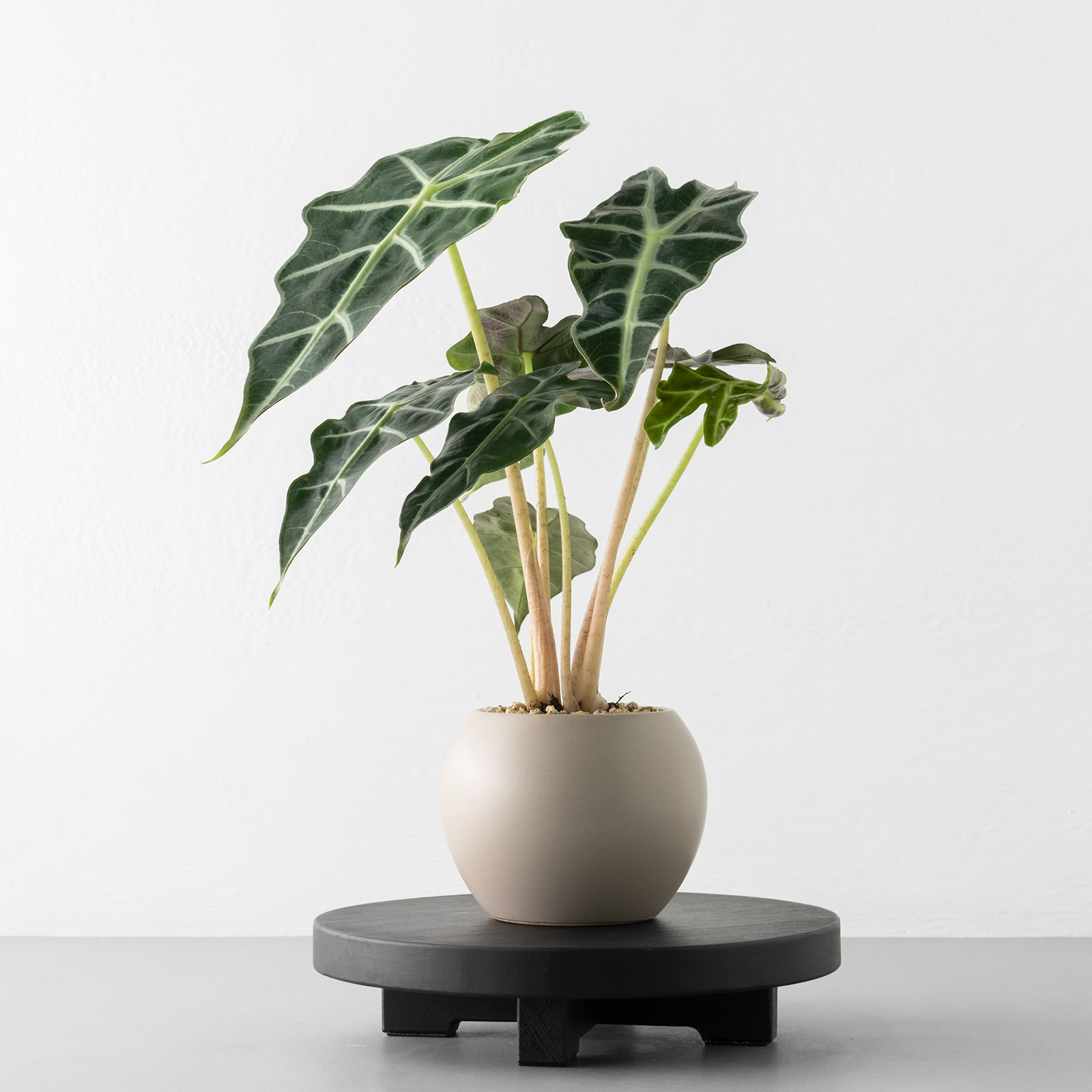 觀葉盆栽客製|Custom Foliage Plants11