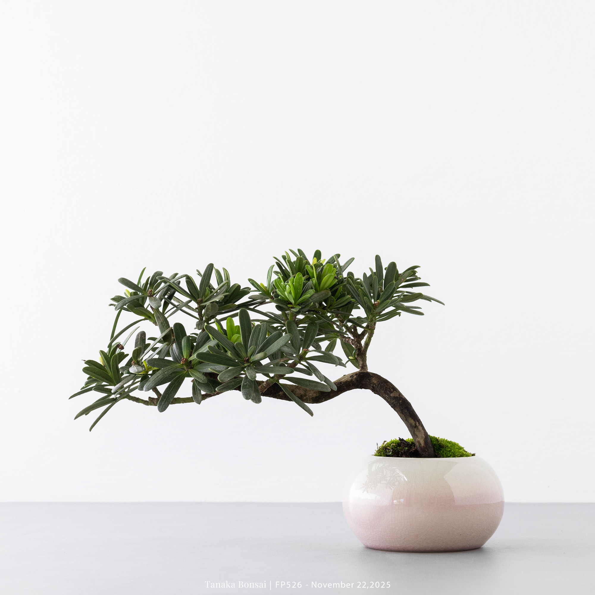 晶鑽羅漢松｜FP526