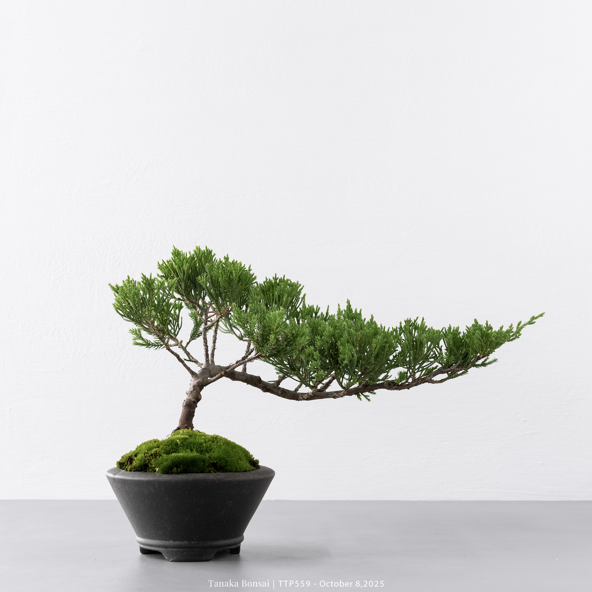 台灣真柏｜TTP559