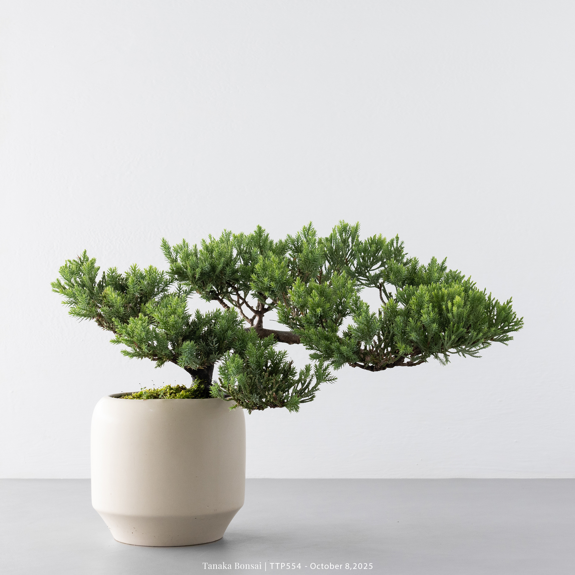 台灣真柏｜TTP554