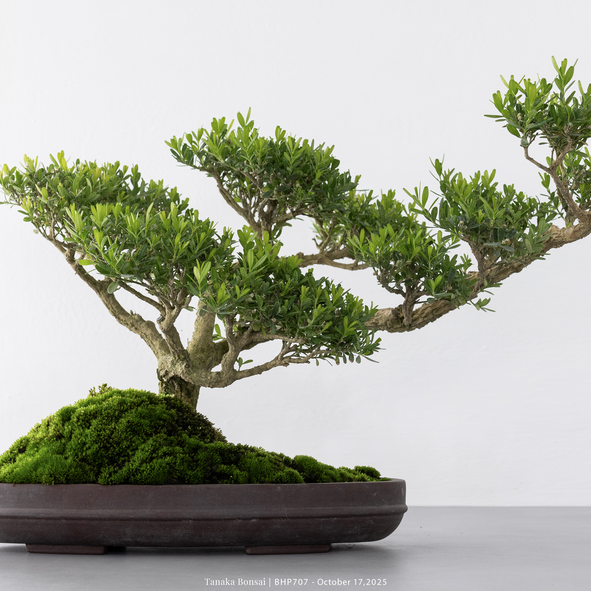 雀舌黃楊｜BHP707