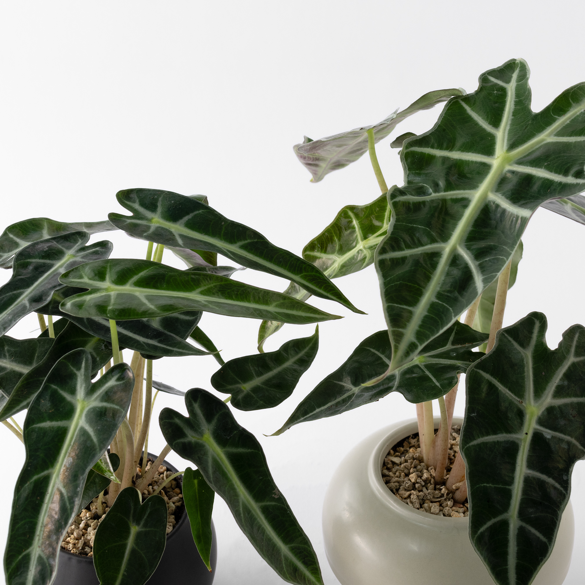 觀葉盆栽客製|Custom Foliage Plants5