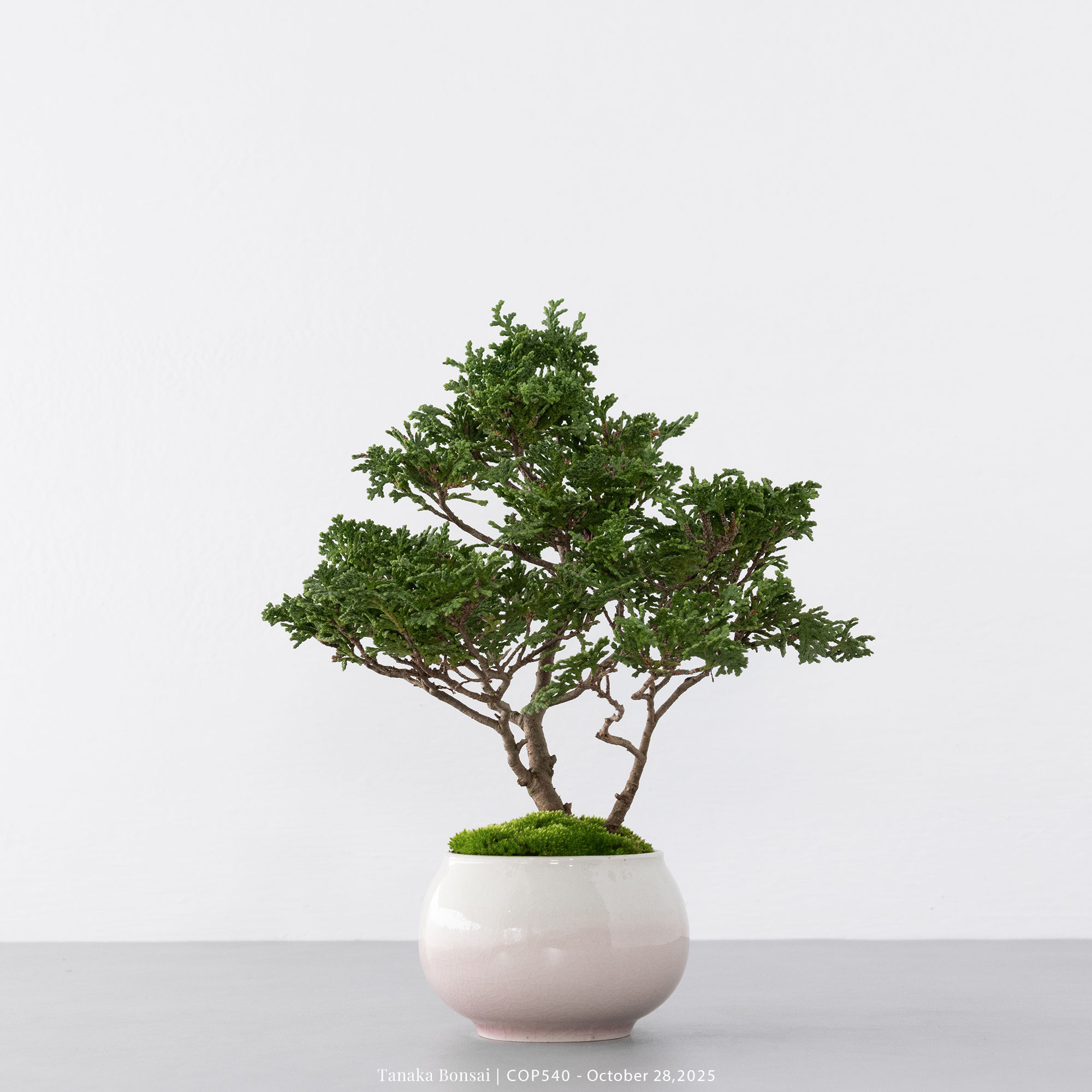 日本青檜｜COP540