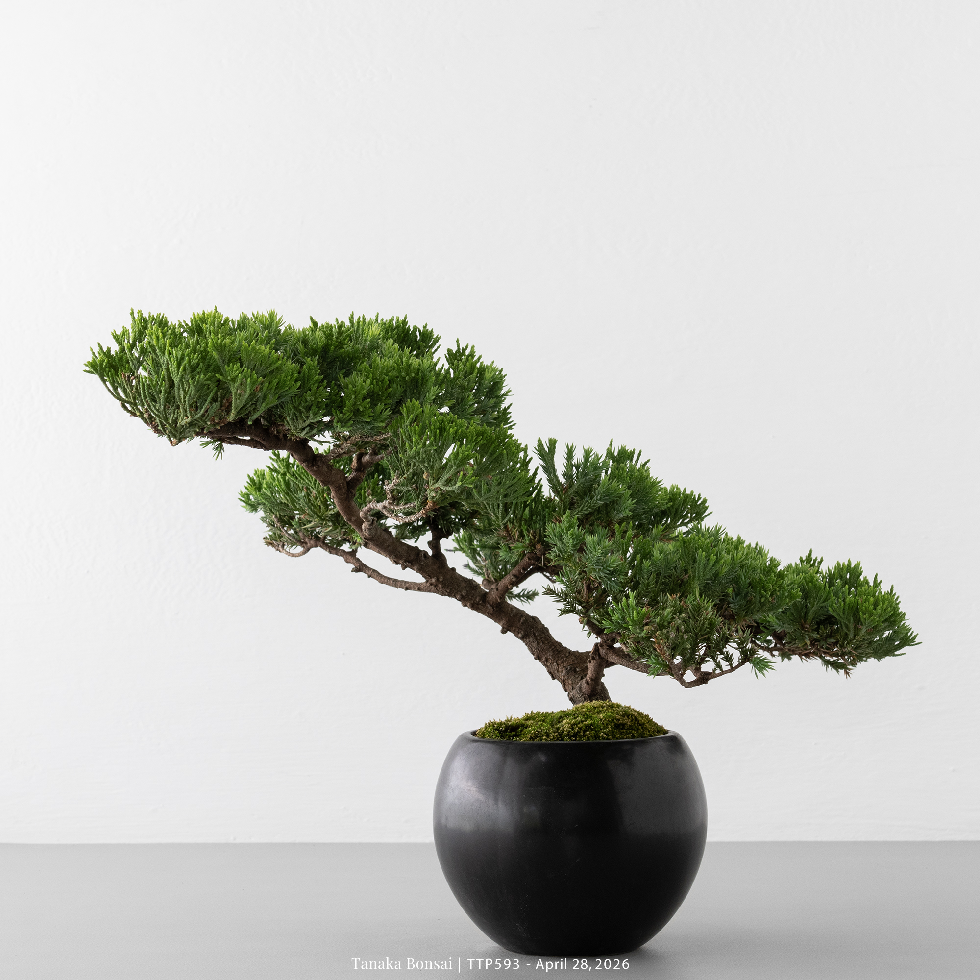 盆景- Tanaka Bonsai