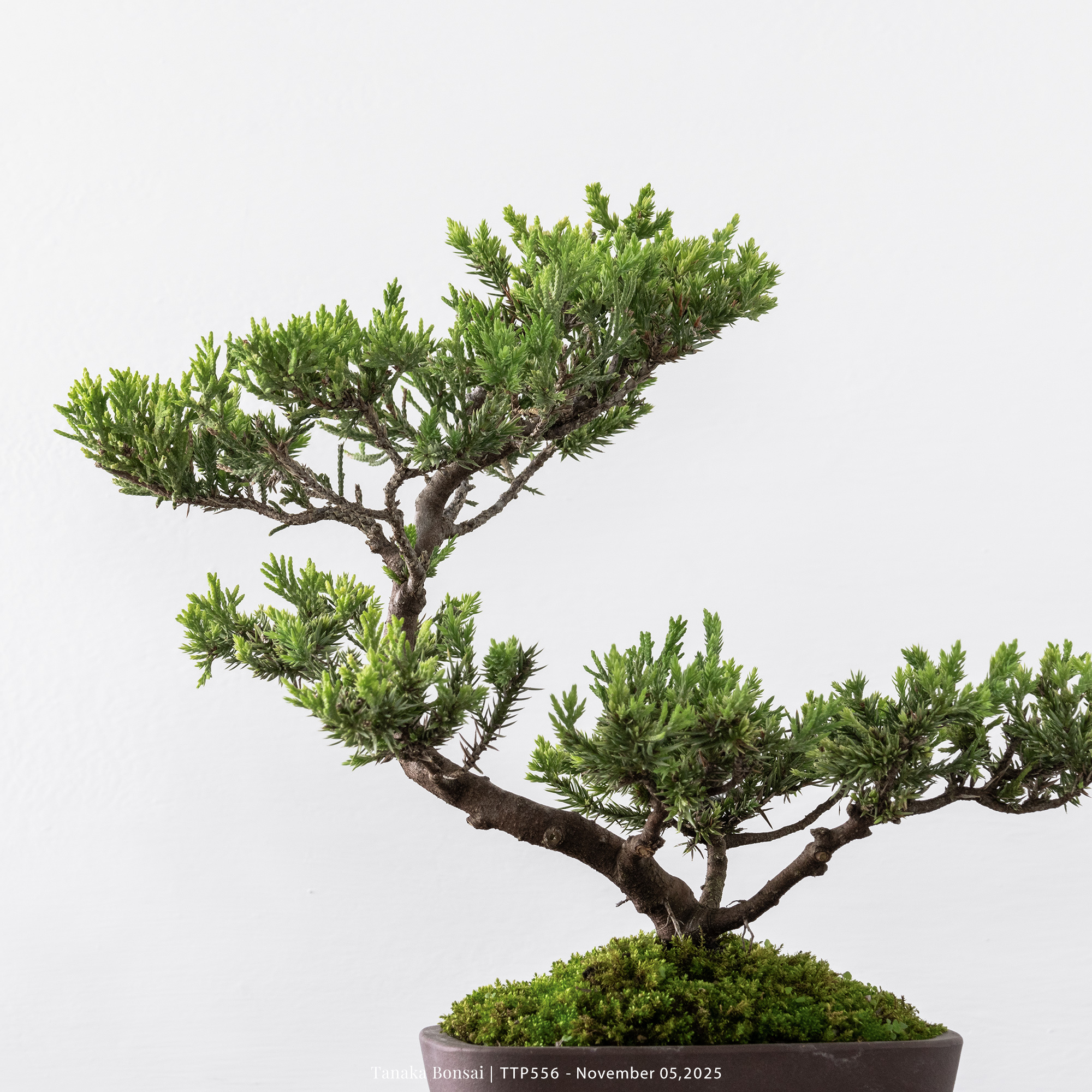 台灣真柏｜TTP556