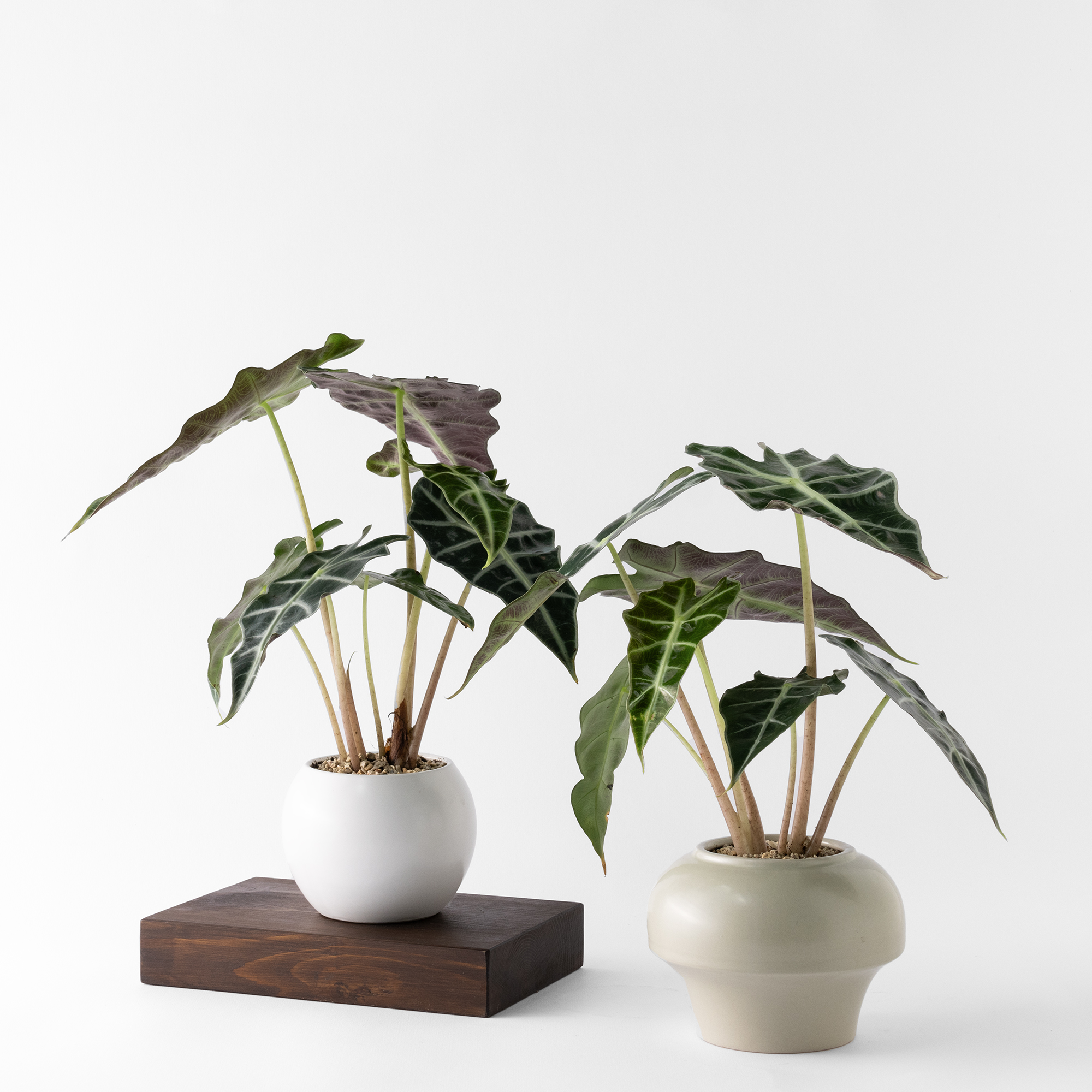 觀葉盆栽客製|Custom Foliage Plants12