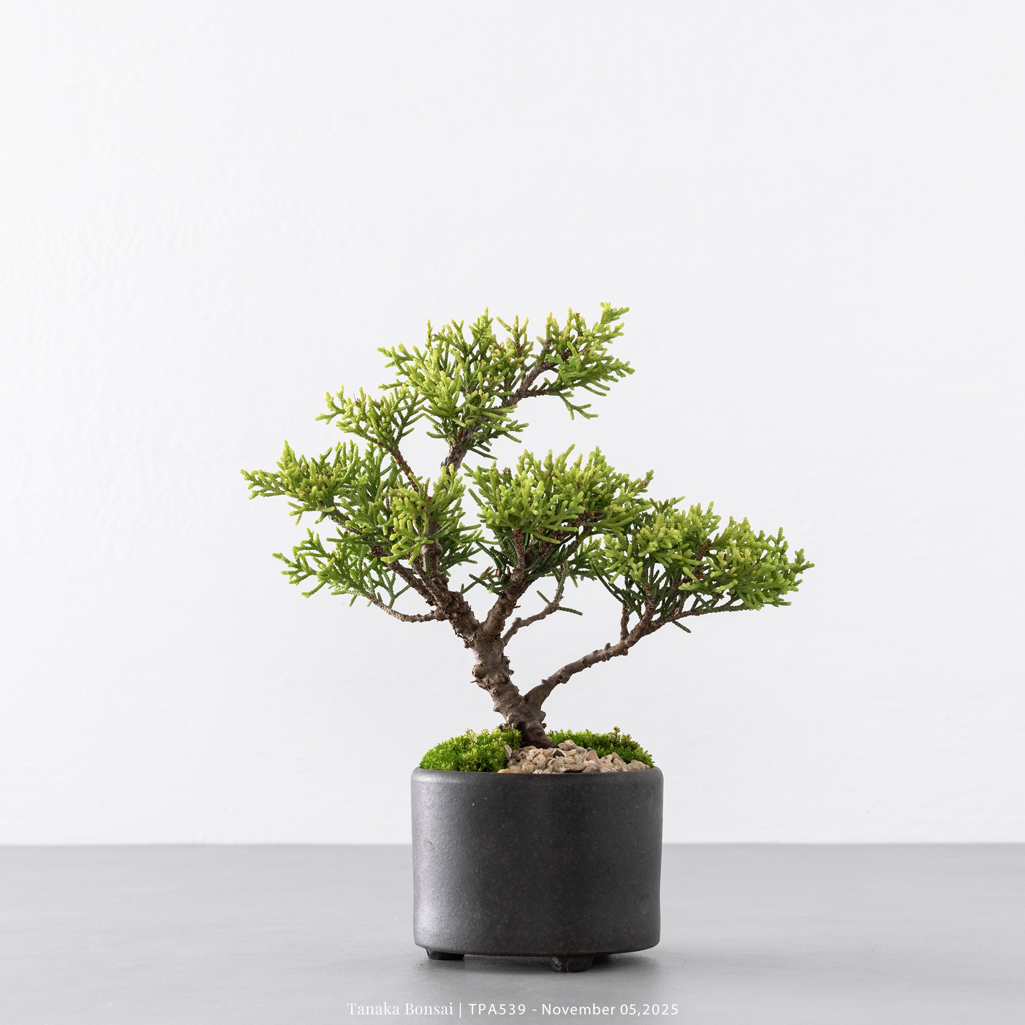 紀州真柏｜TPA539