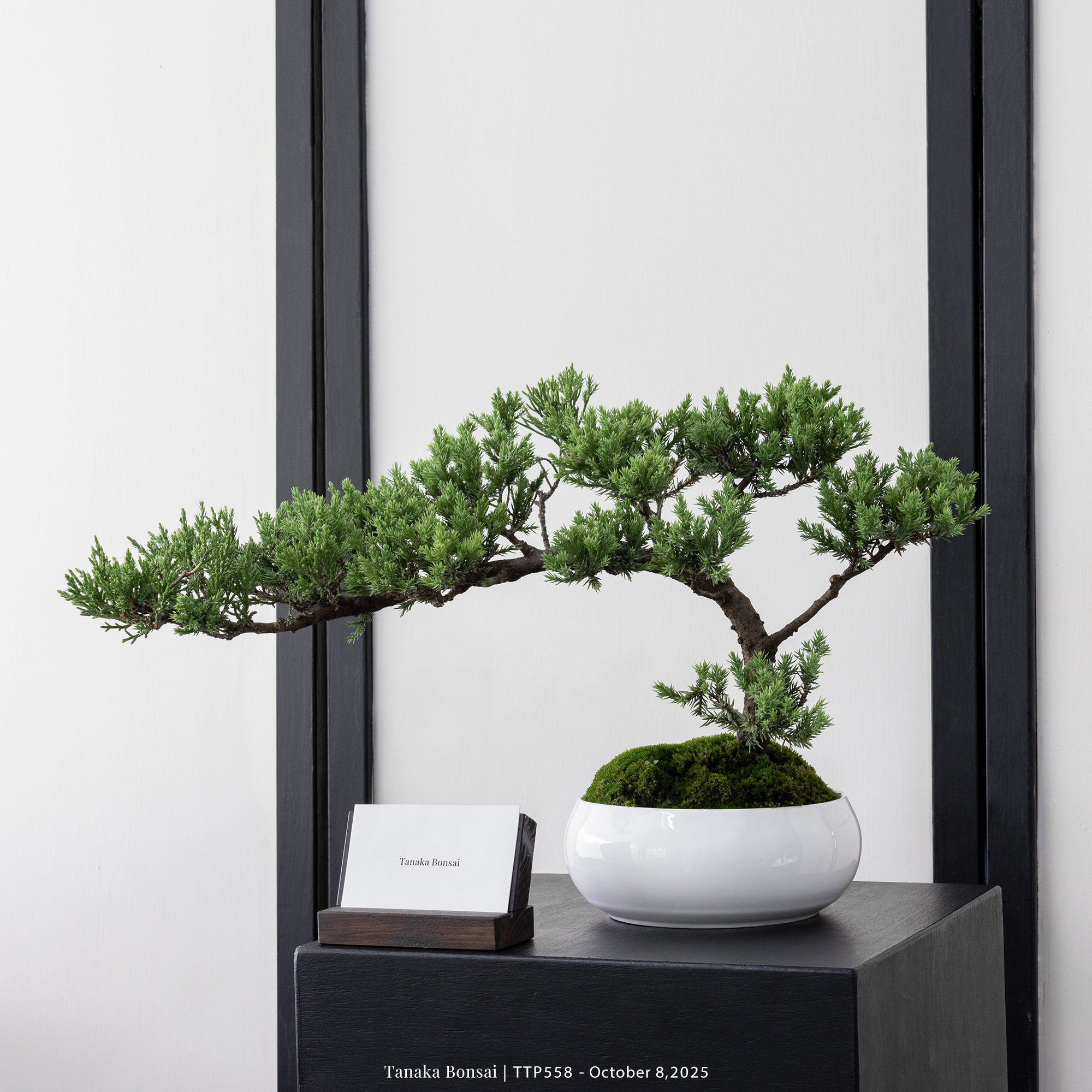 台灣真柏｜TTP558