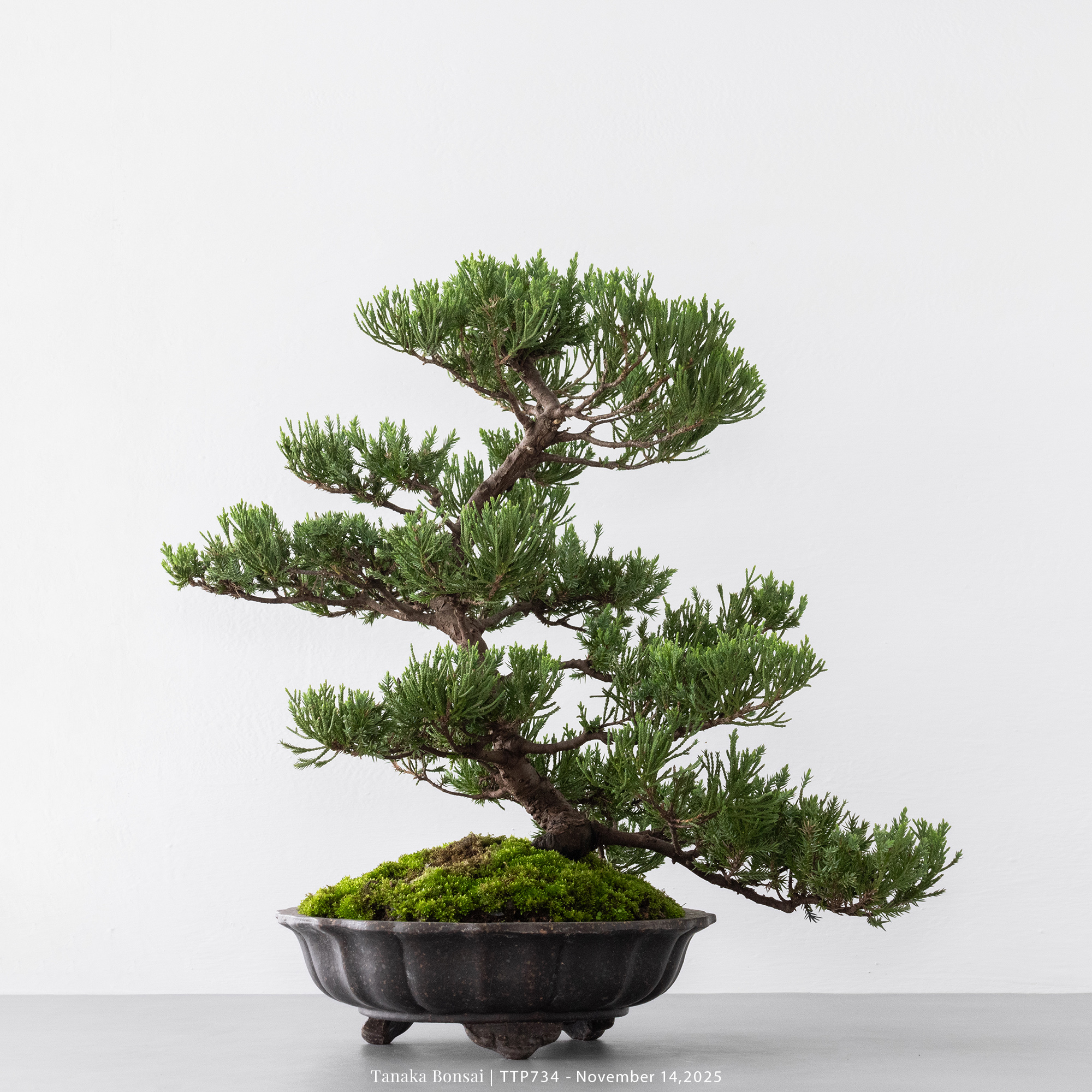 台灣真柏｜TTP734