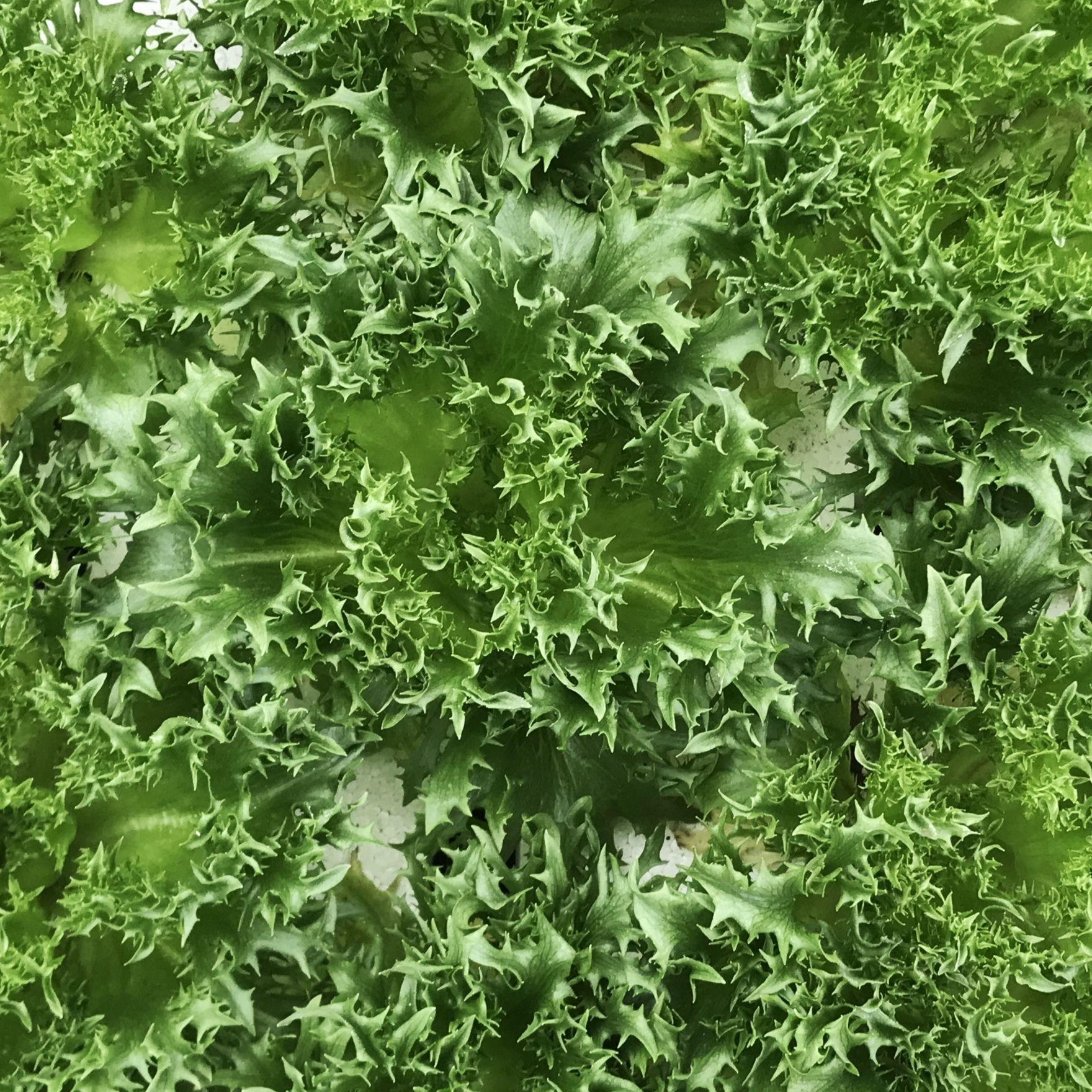 火焰萵苣 | 水植源 火焰萵苣 | 水植源