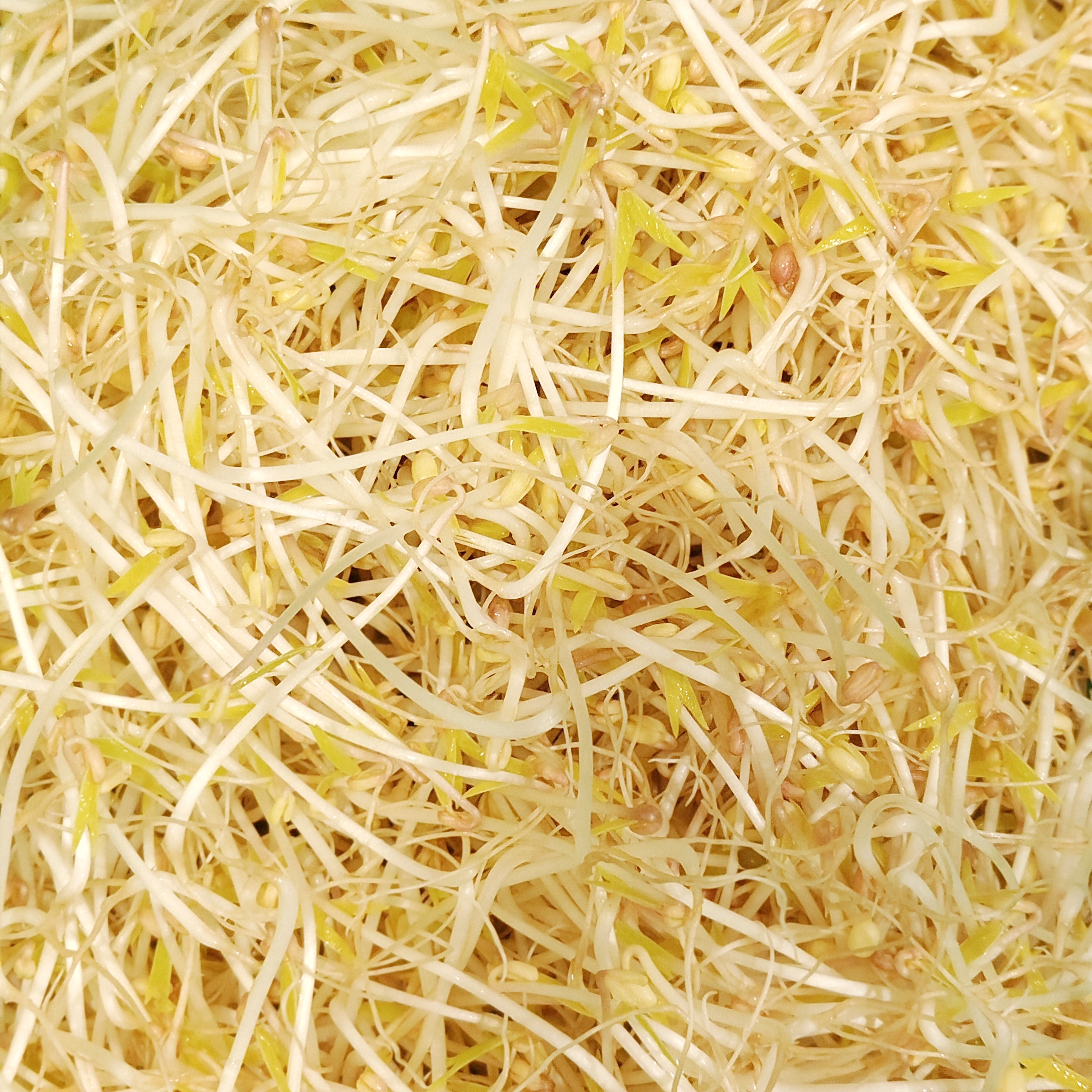 【需預定】綠豆芽 | 水植源 【需預定】綠豆芽 | 水植源