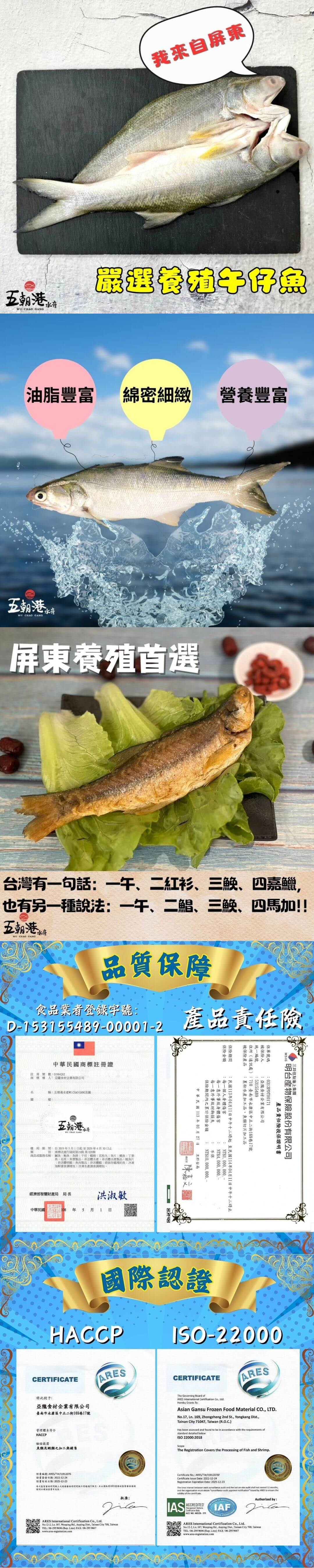 午仔魚介紹 午仔魚介紹