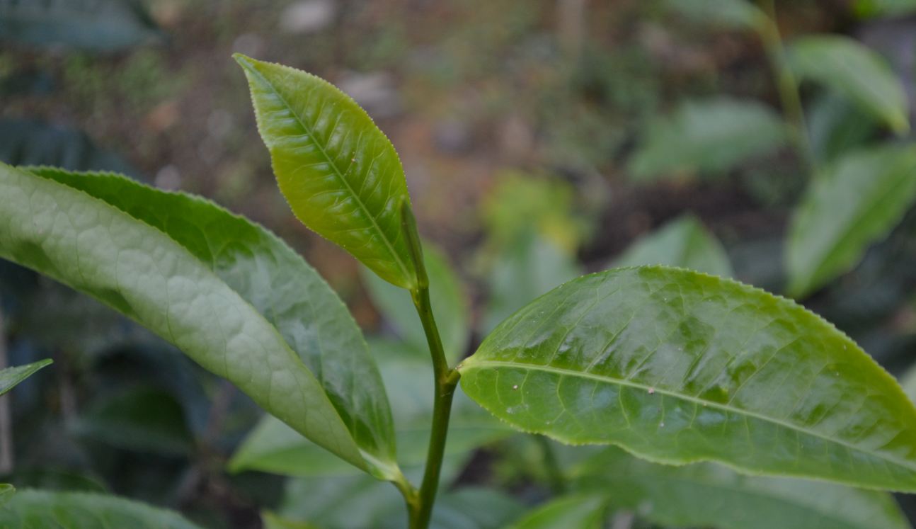 趣味一下~~考考你的茶葉小常識