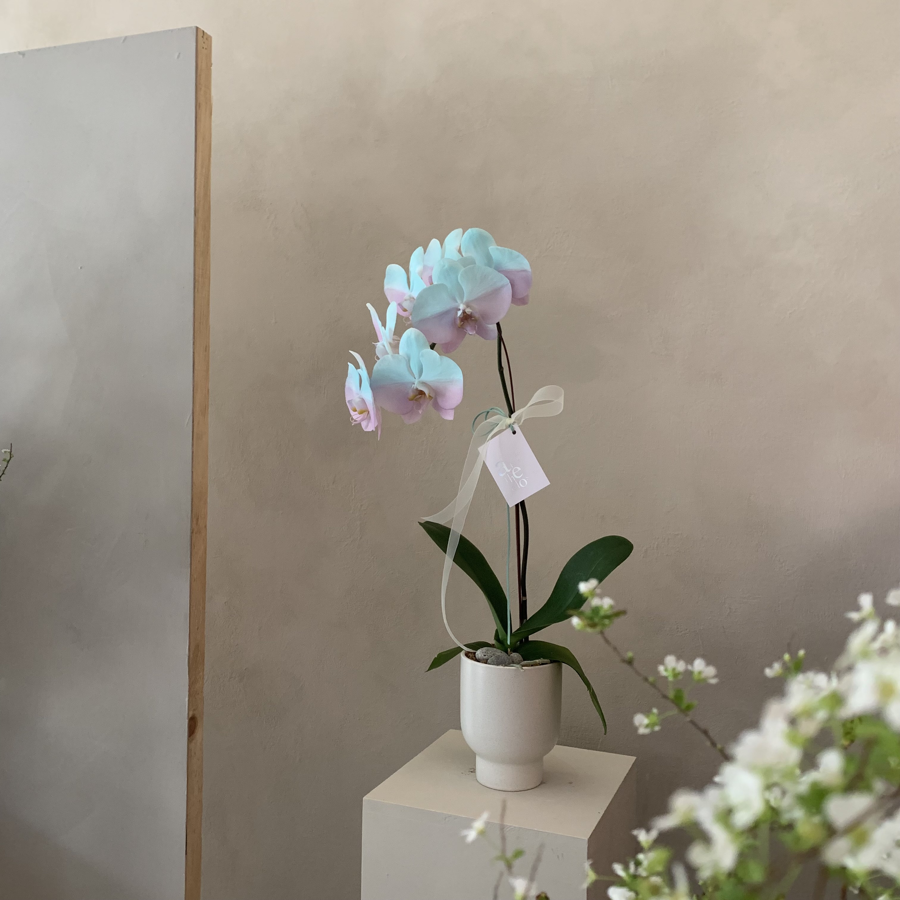 染色蘭花 - 綠粉1