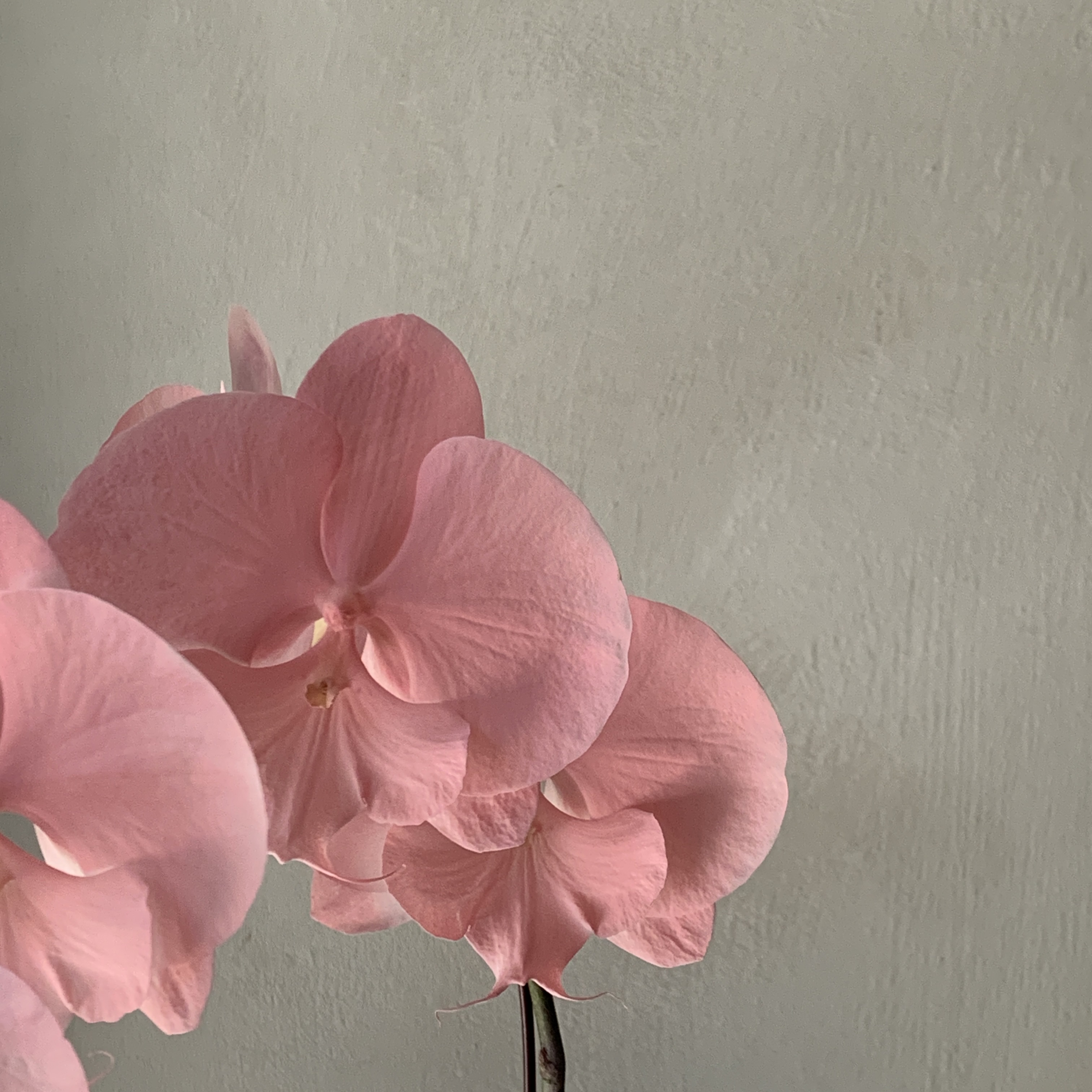 染色蘭花 - 淺粉3