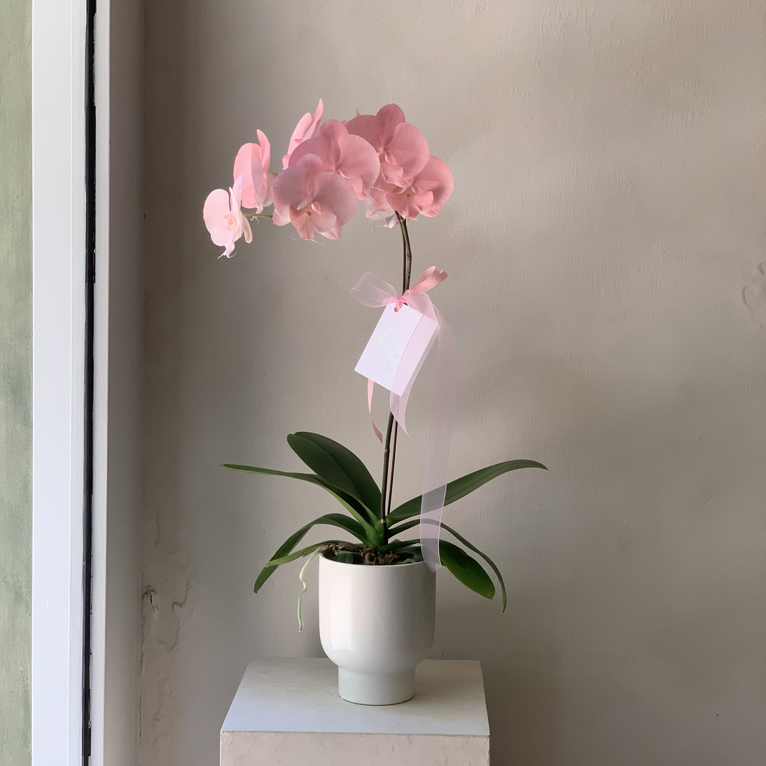 染色蘭花 - 淺粉4