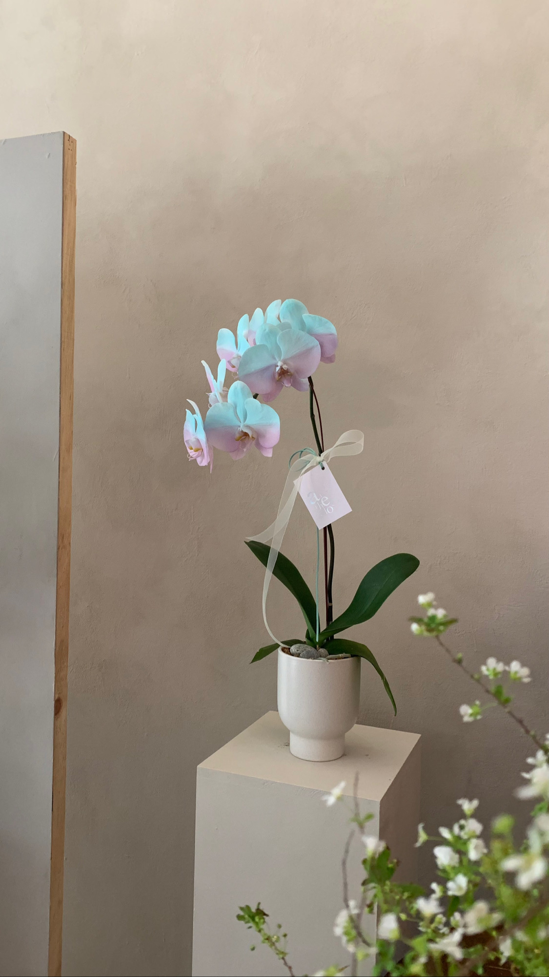 染色蘭花 - 綠粉3