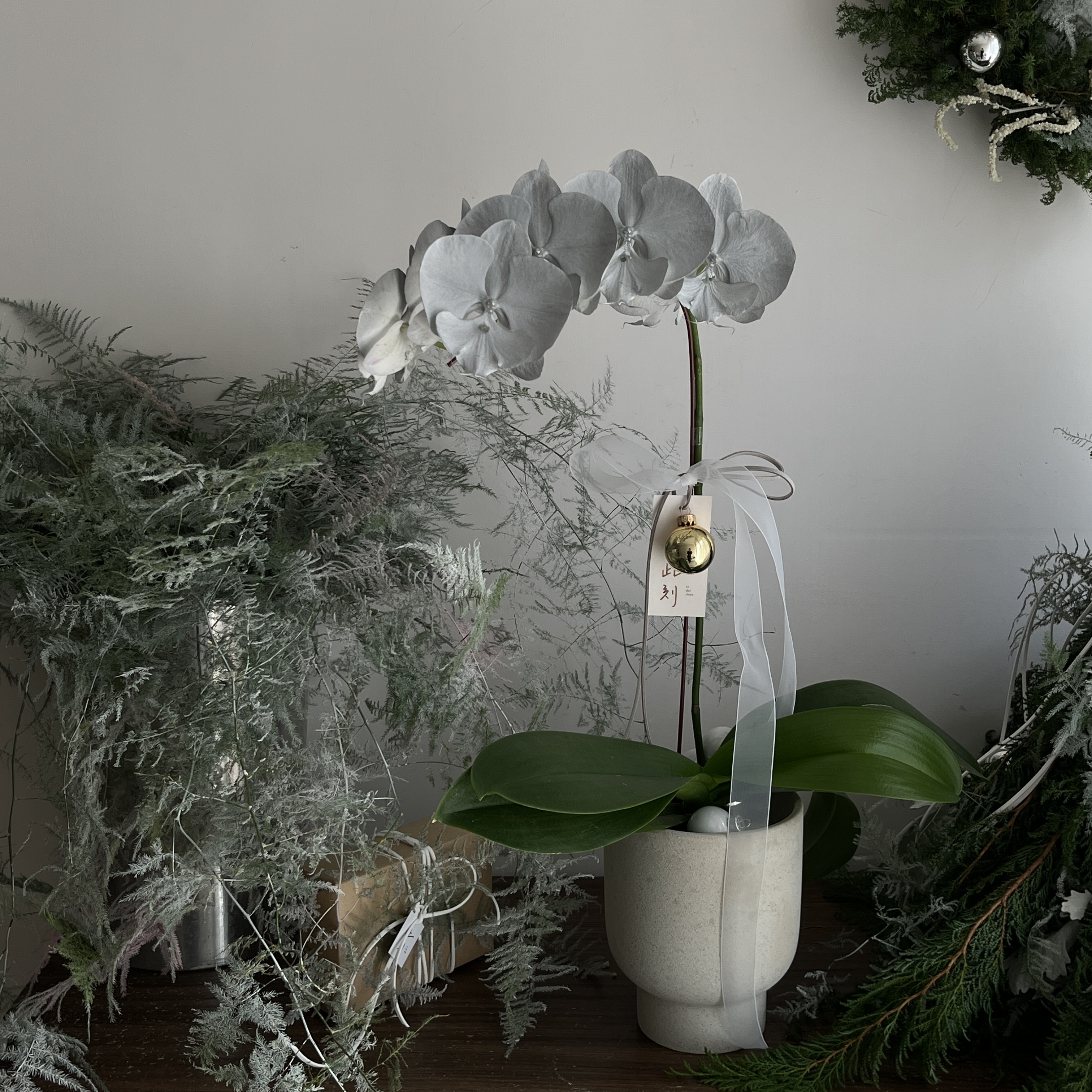 Christmas Orchid  - Silver