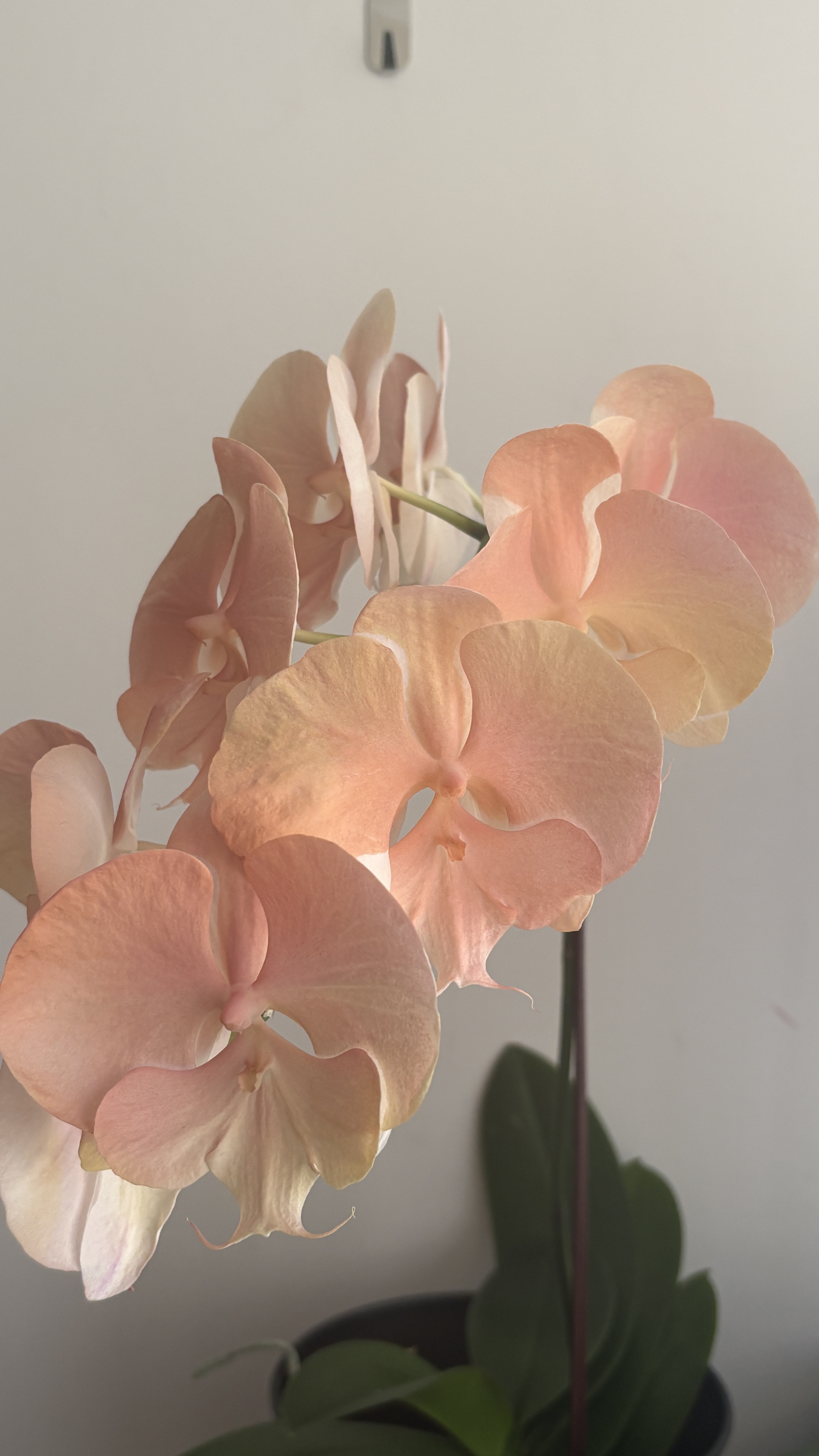 染色蘭花 - 水蜜桃3