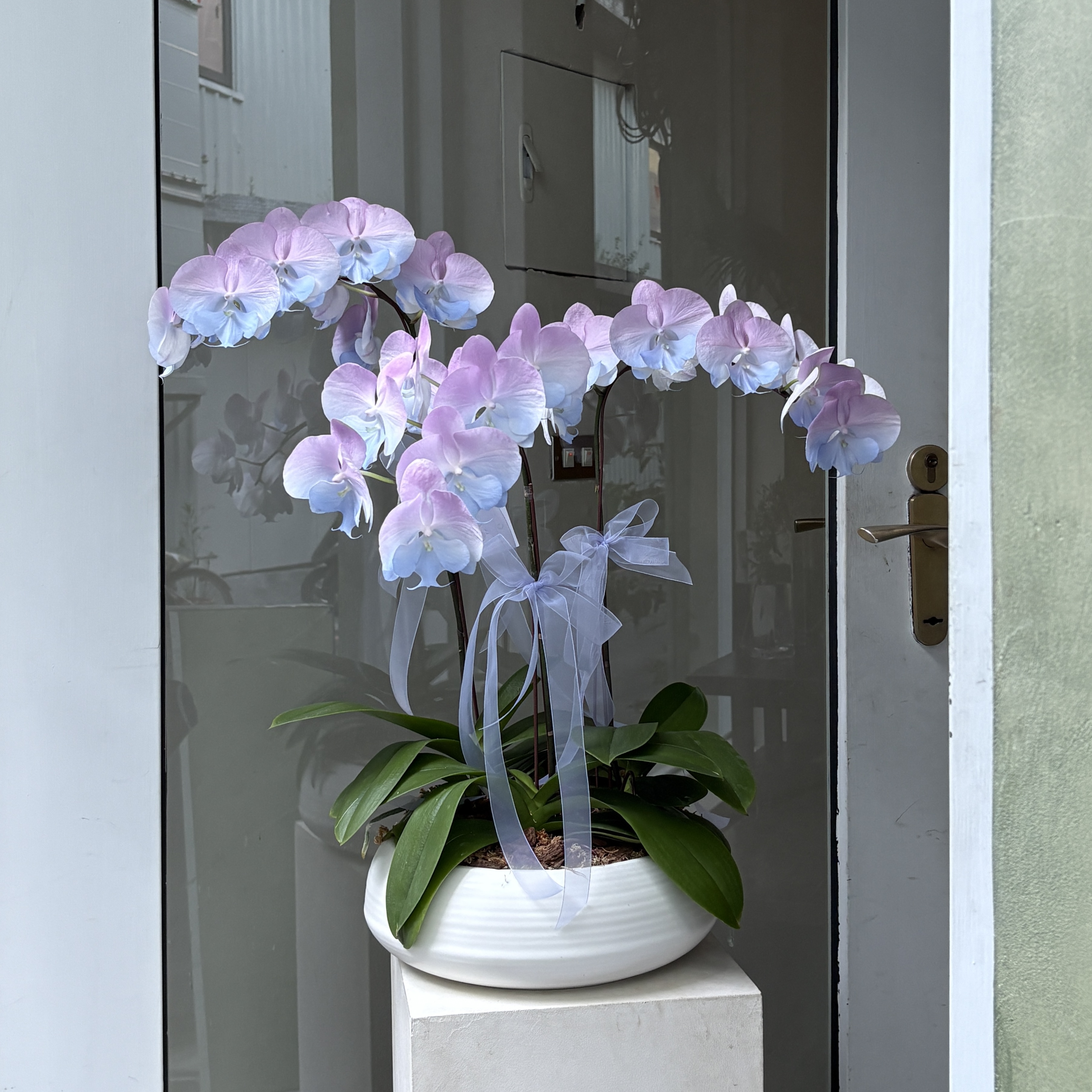 染色蘭花組盆 - 藍紫3