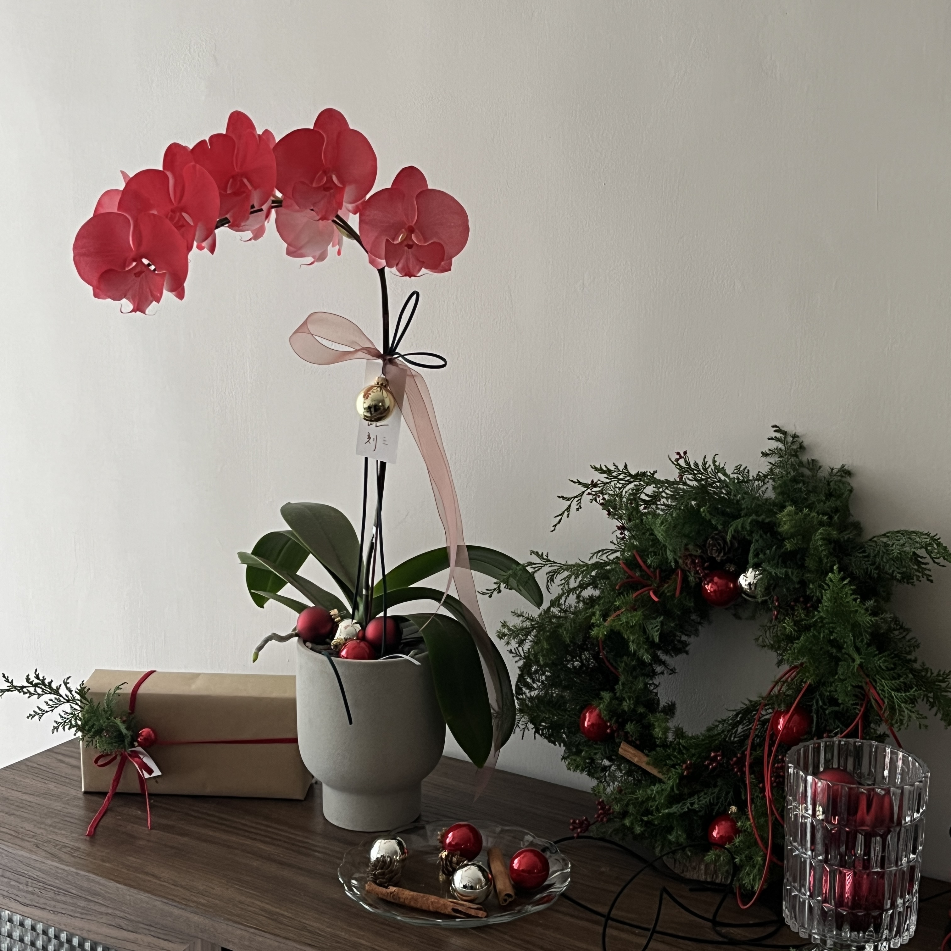 Christmas Orchid  - Red