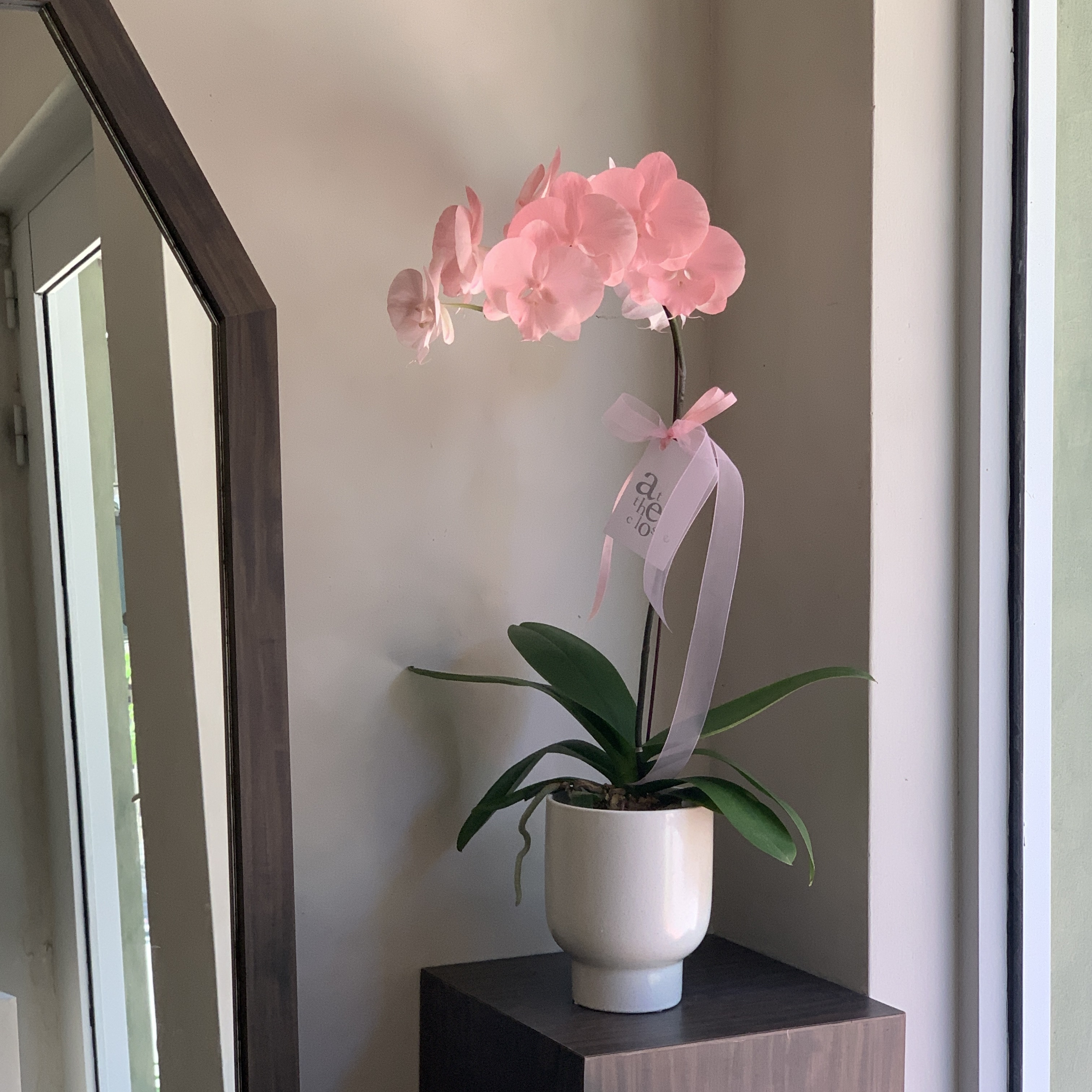 染色蘭花 - 淺粉2