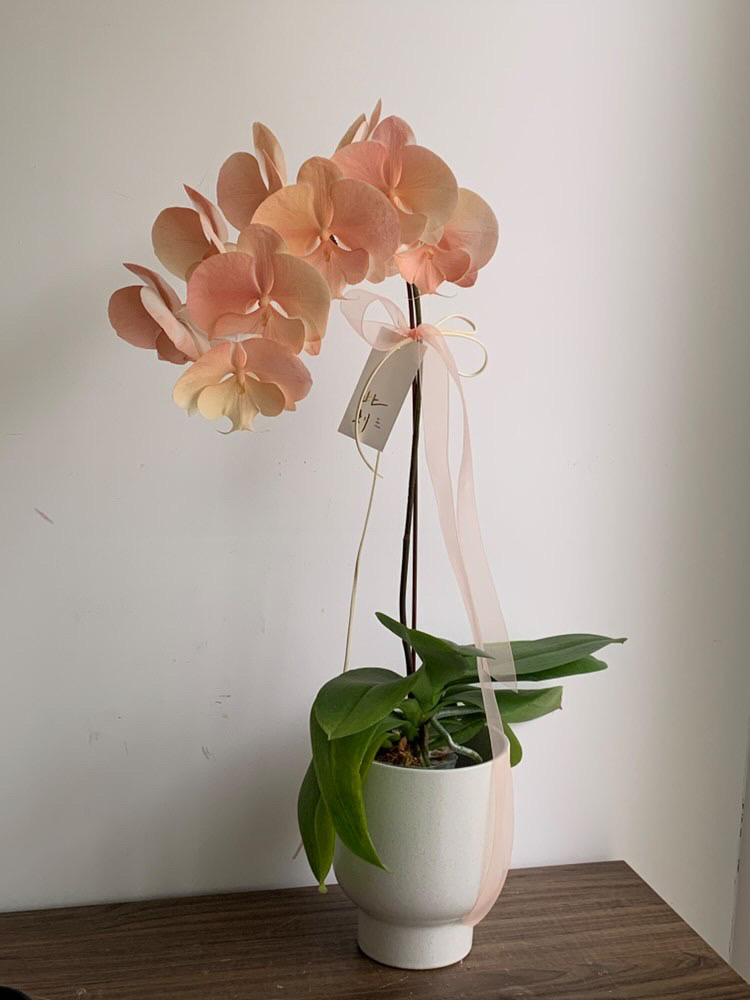 染色蘭花 - 水蜜桃2