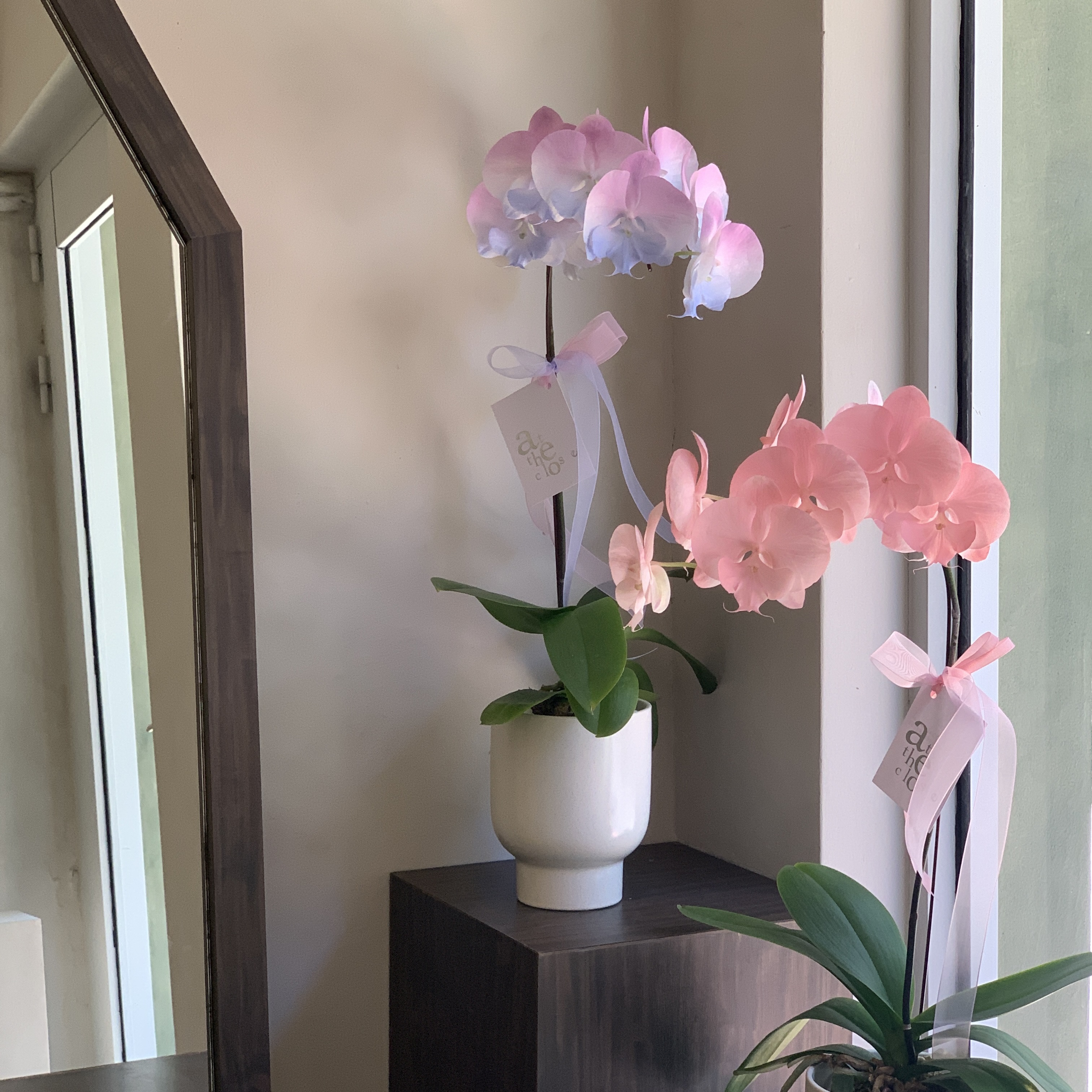 染色蘭花 - 淺粉 染色蘭花 - 淺粉