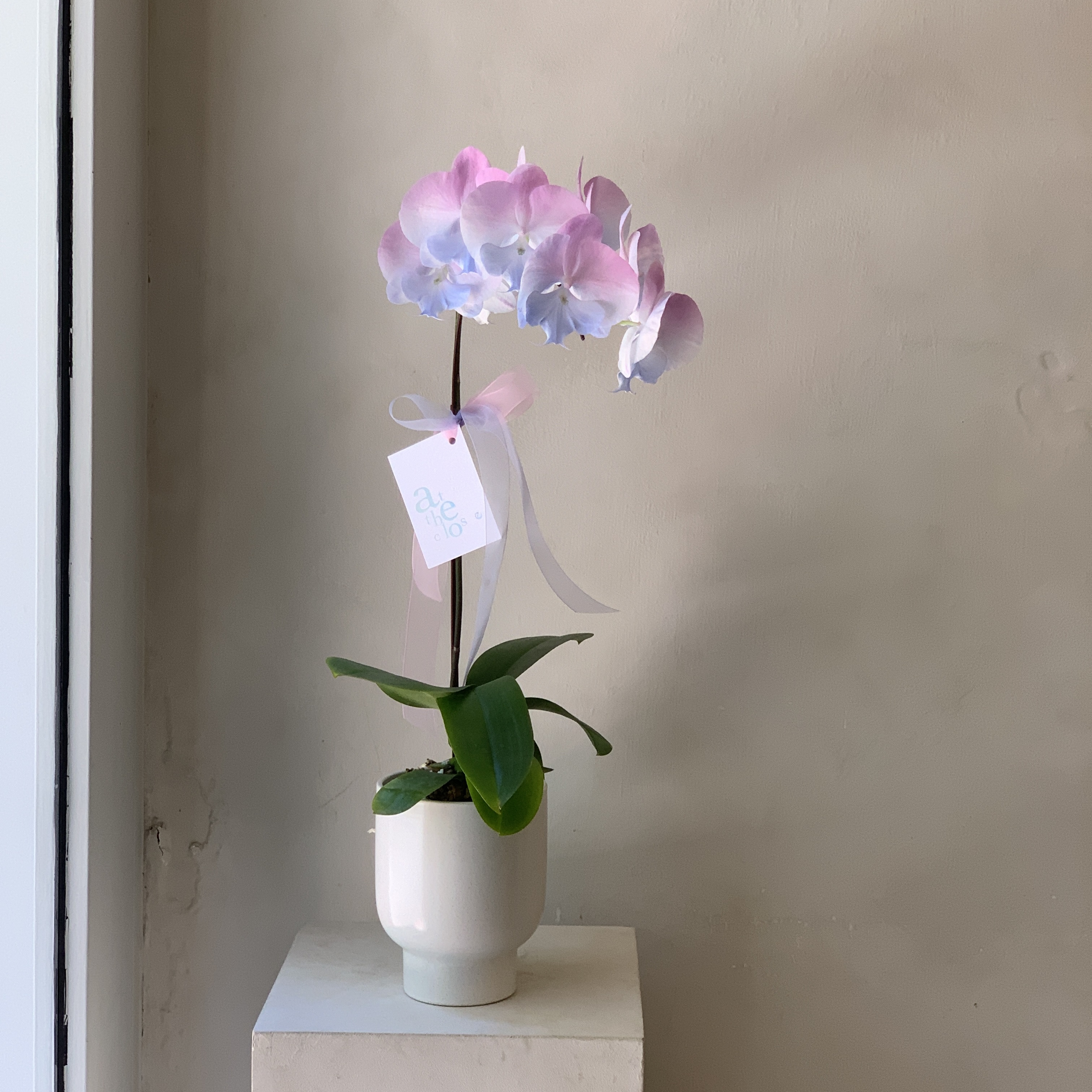 染色蘭花 - 藍紫2