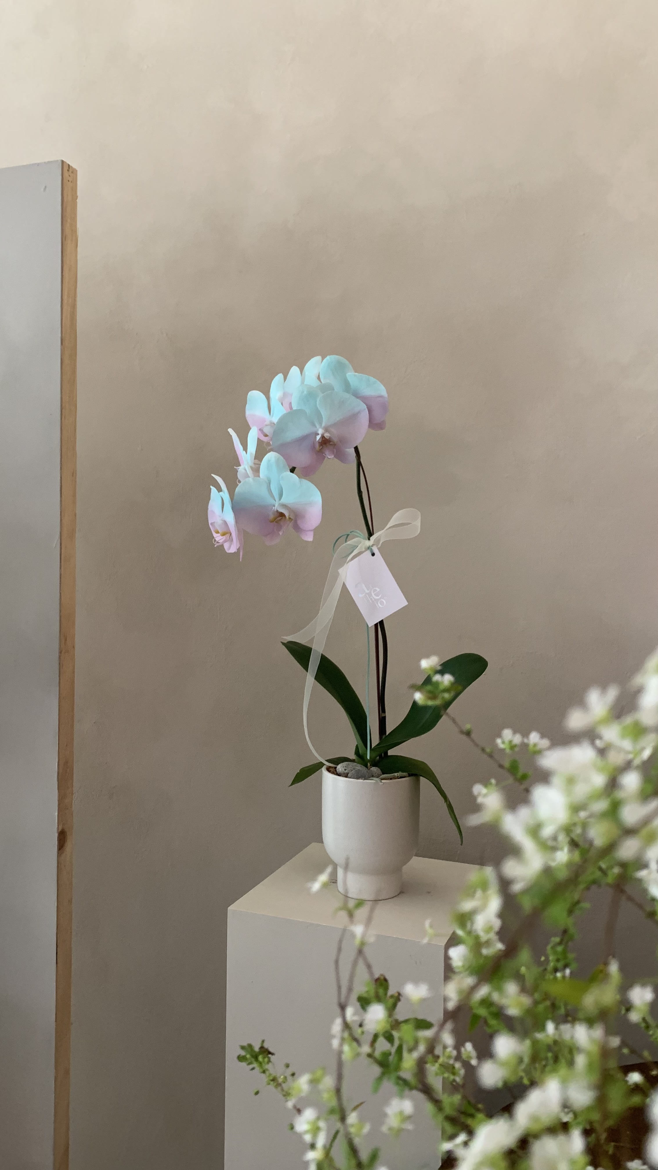 染色蘭花 - 綠粉4