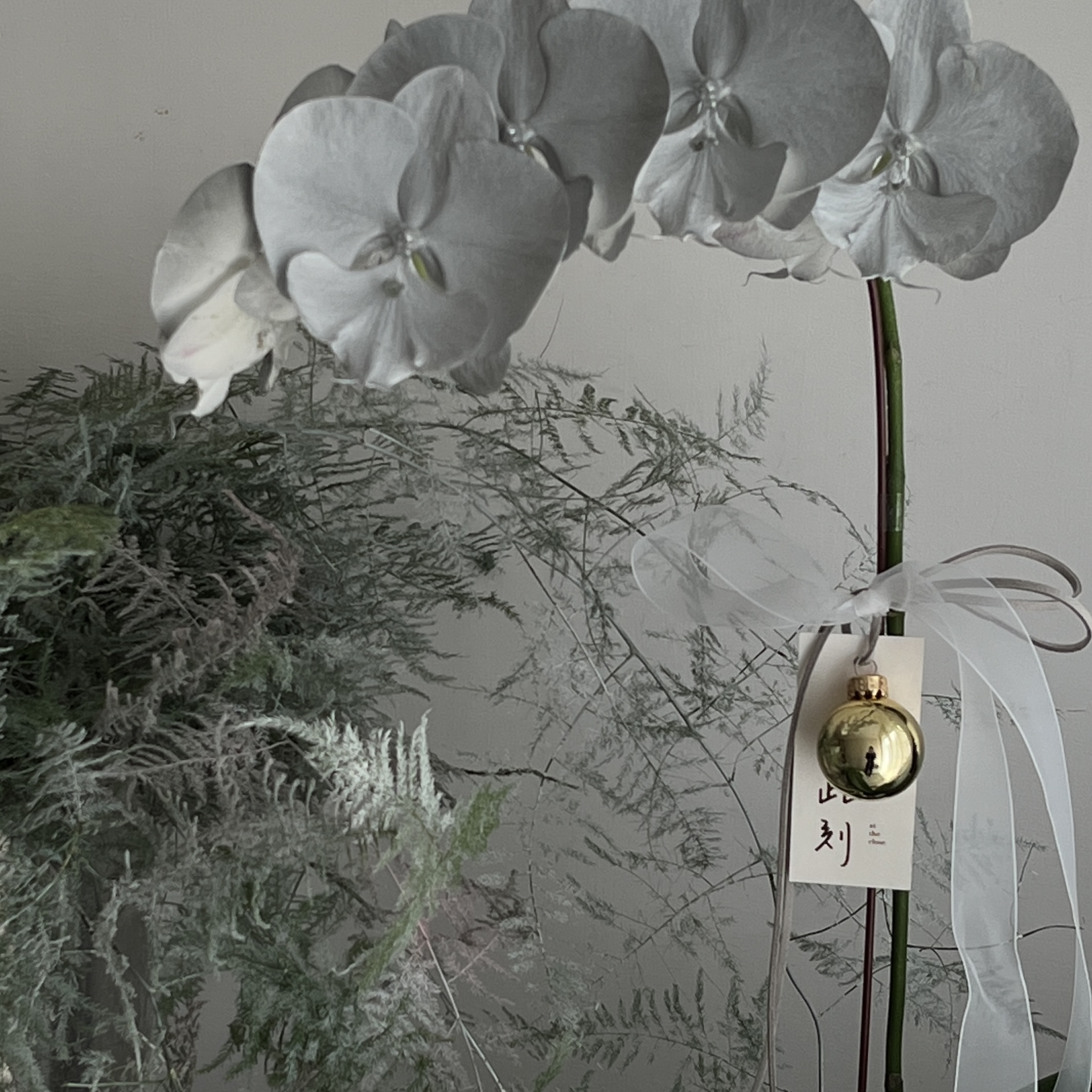 Christmas Orchid - Silver2