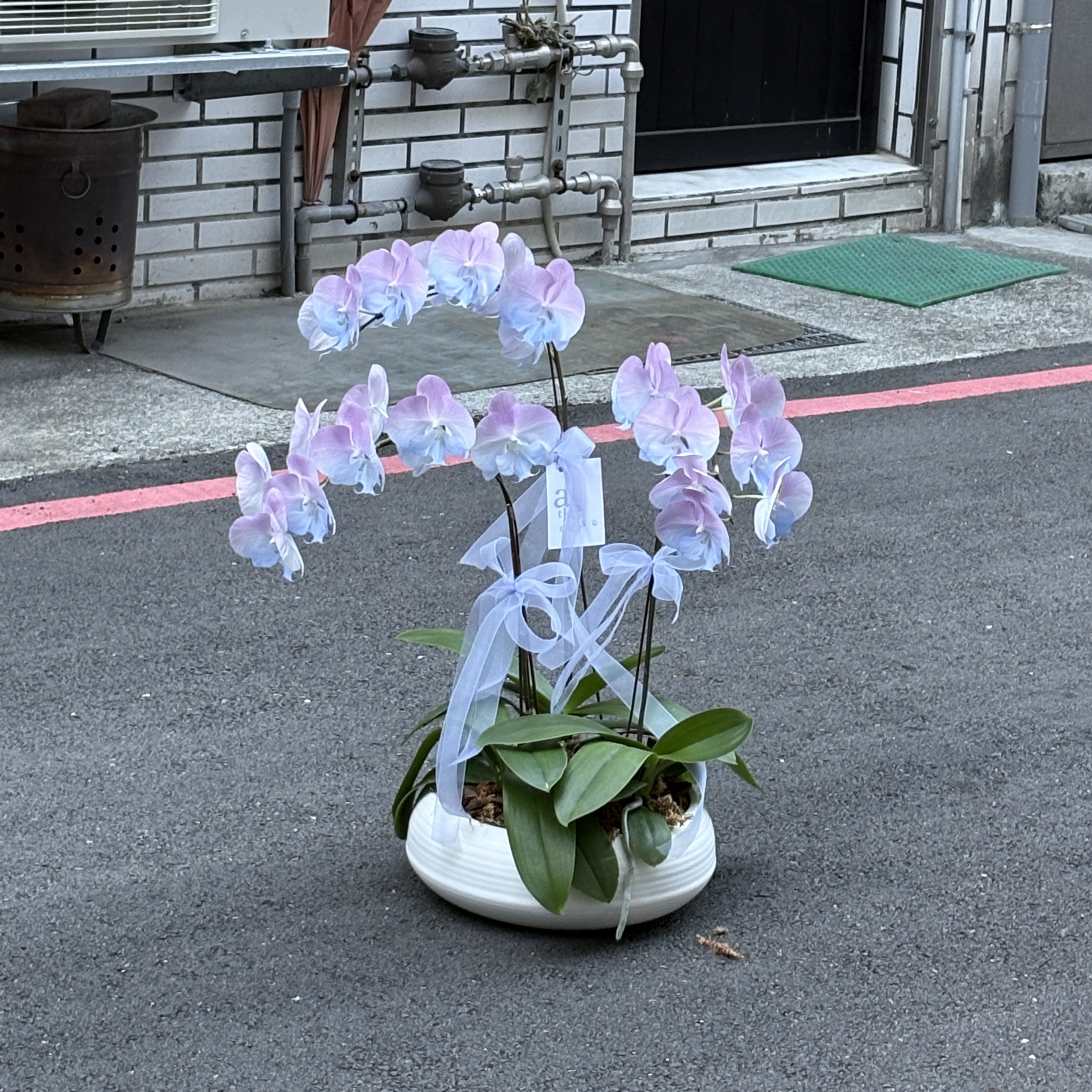 染色蘭花組盆 - 藍紫2